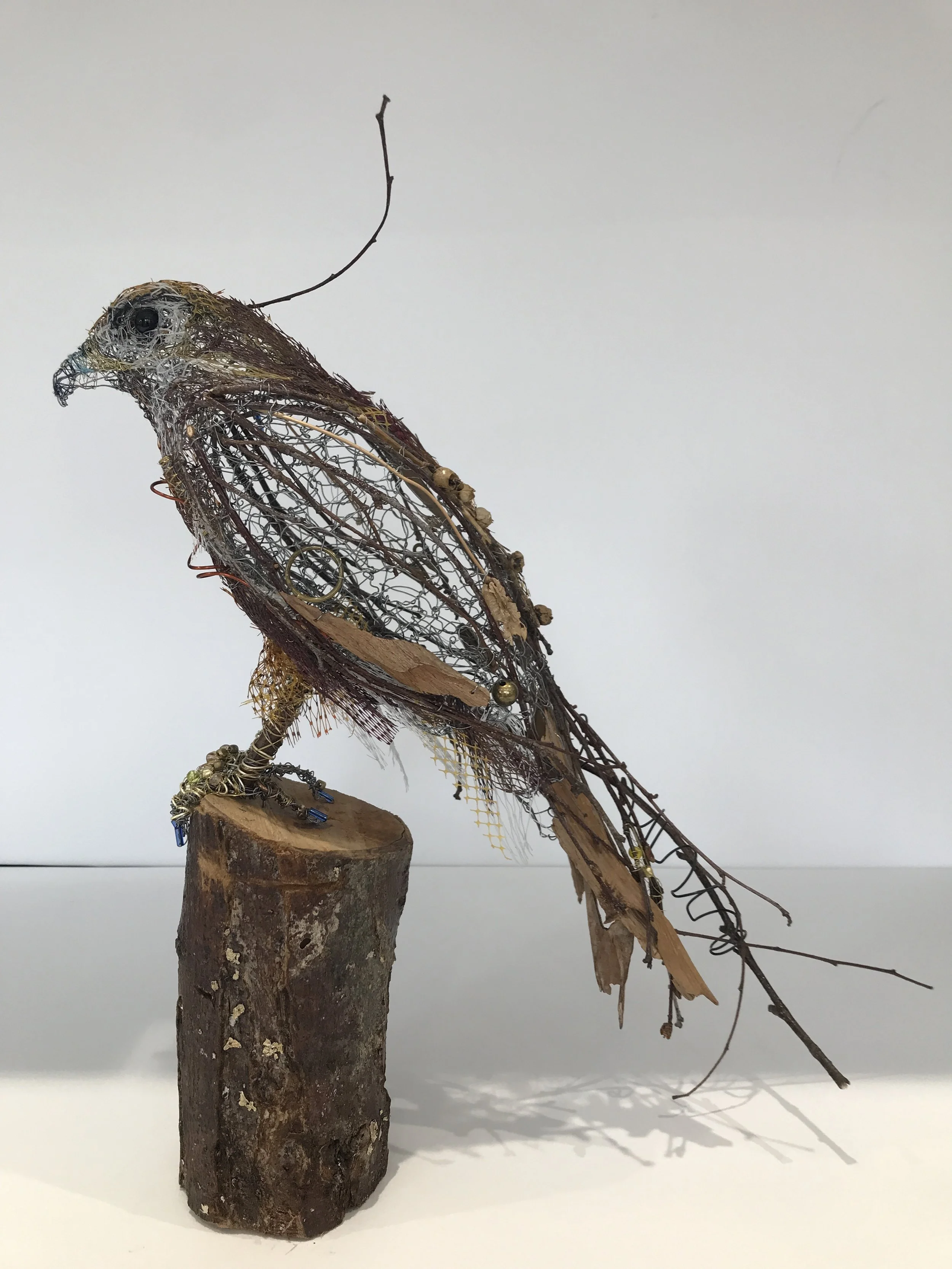 Watching Buzzard Image 1.JPG