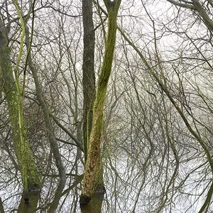 Flooded wood by Stuart Royce