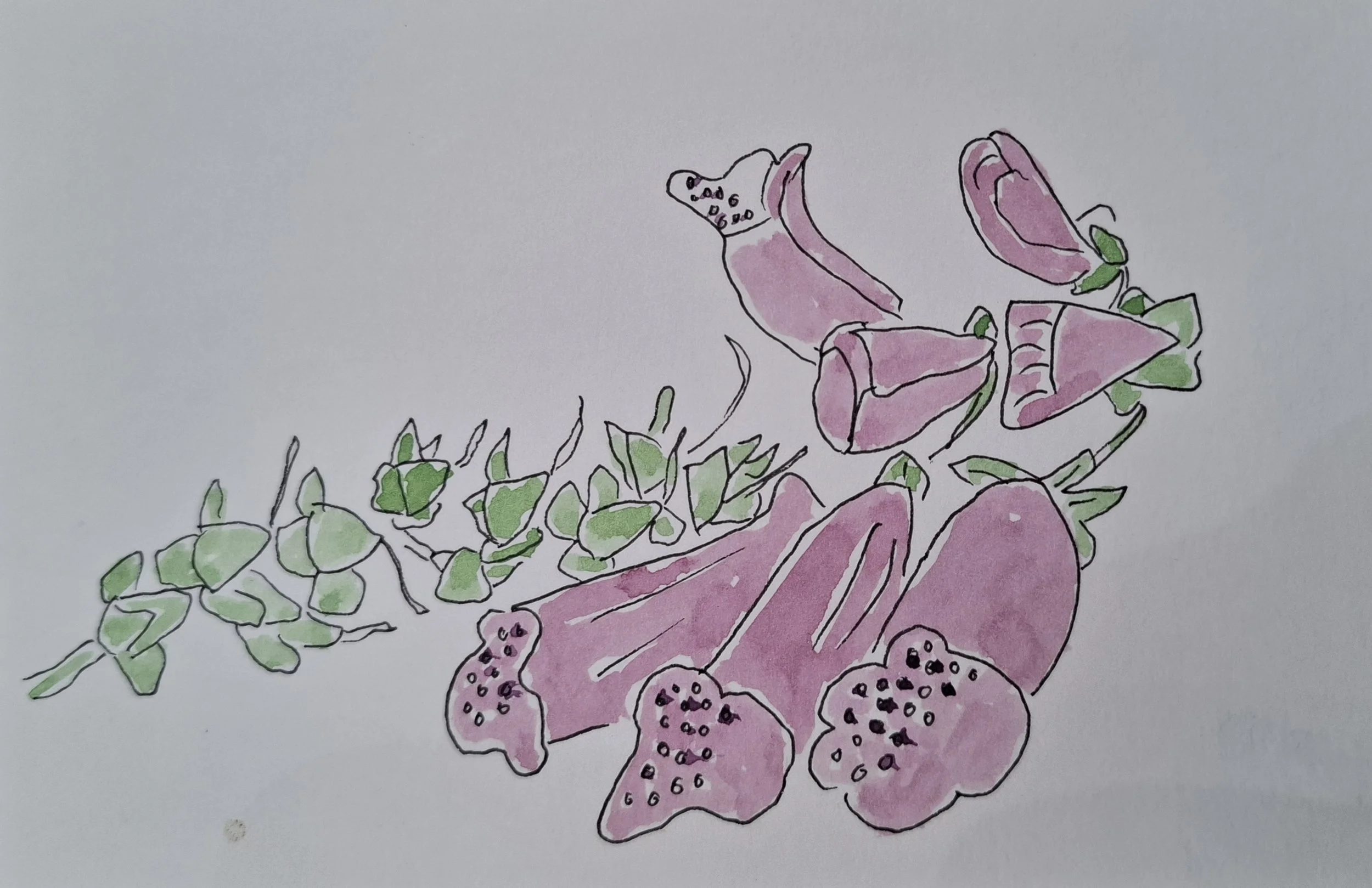 Secreat Postcard 10 - Foxgloves