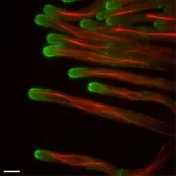 Kinnaer - Swarm - 40 x 40 cm - CHF 120.-