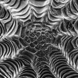 Groux - Patterning - 40 x 40 cm - CHF 120.-