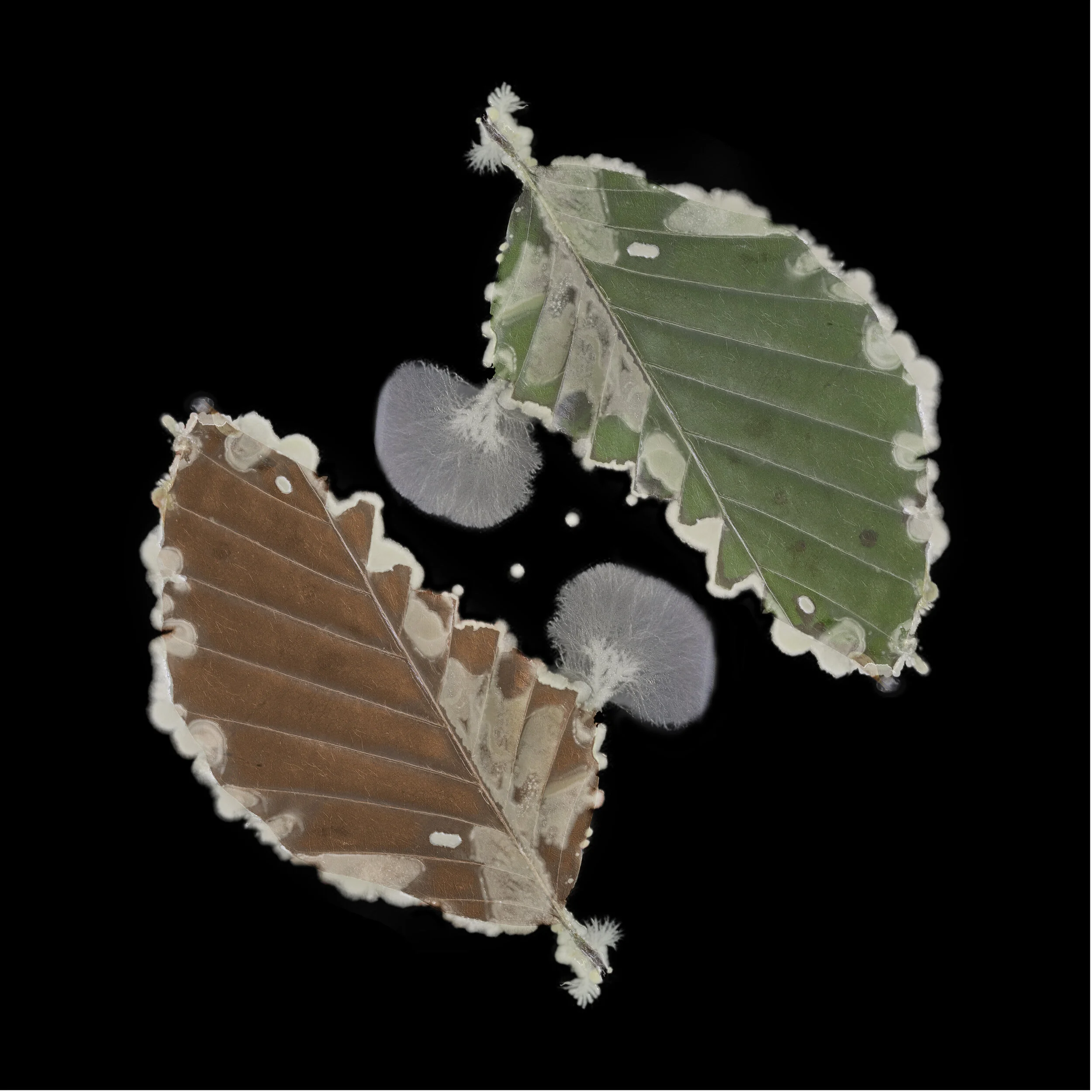 YinYan - Leaf Microbiome - CHF 120.-