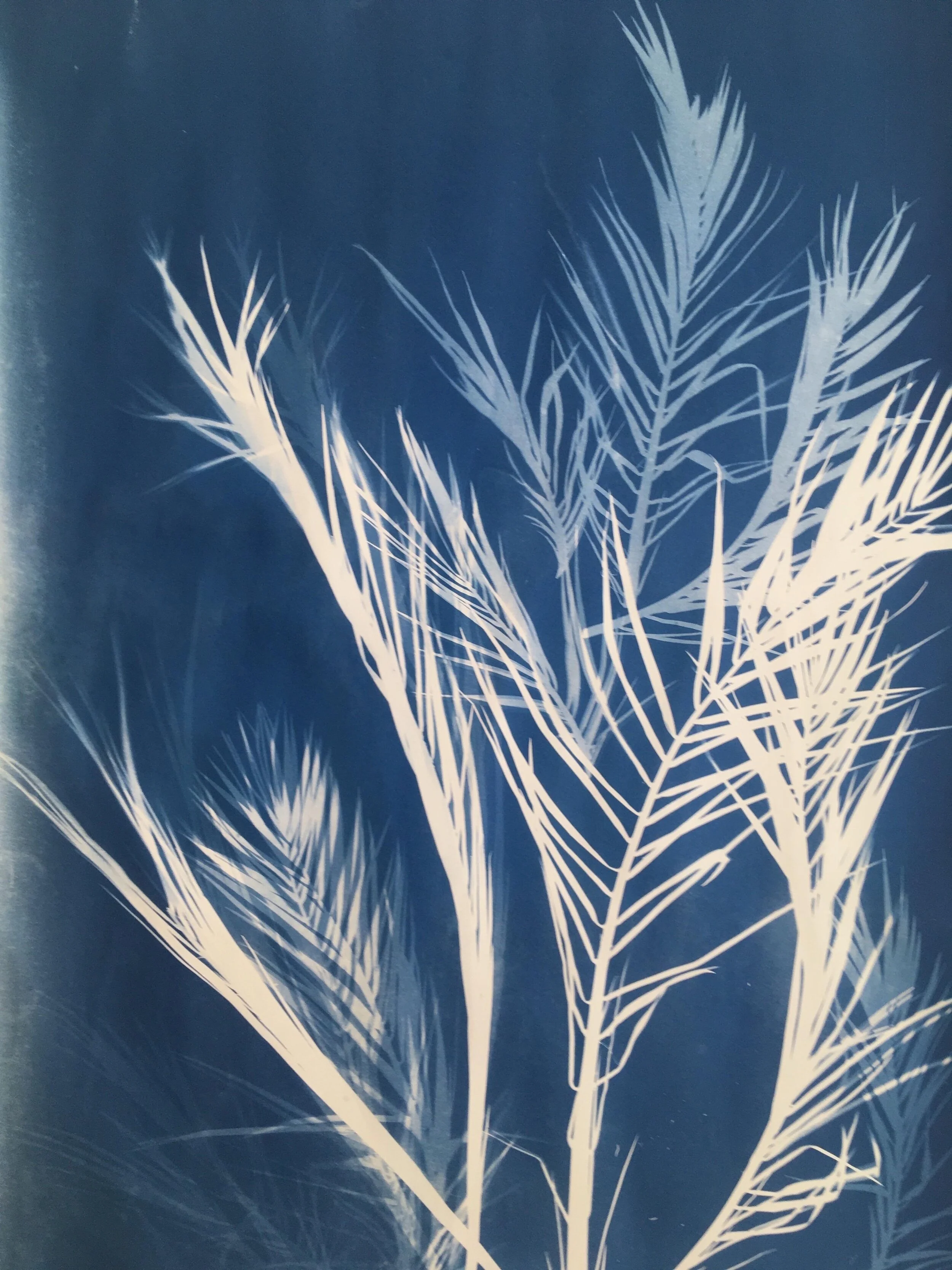 Cyanotype 2/3 (70 x100 cm) chf 150.-