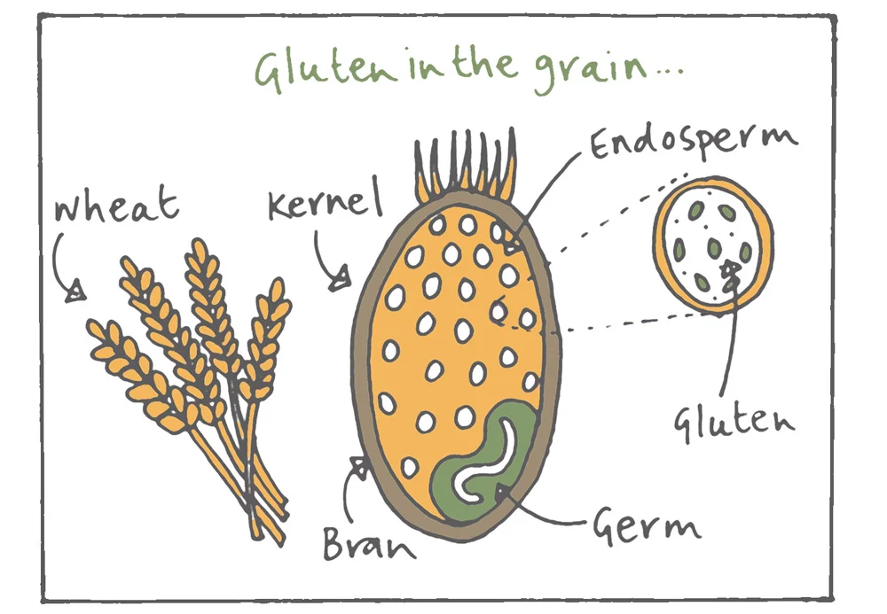 gluten.jpg
