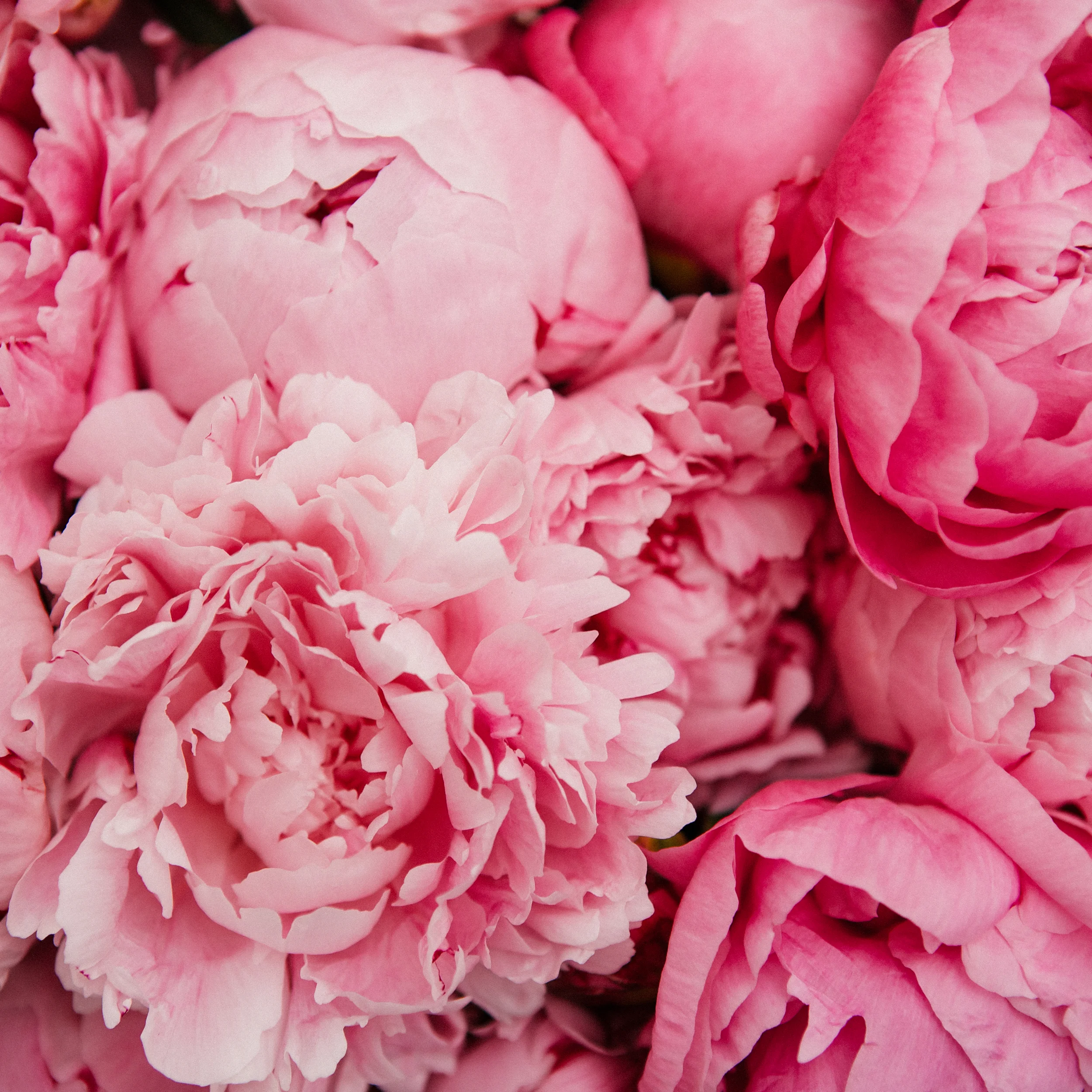 Peonies