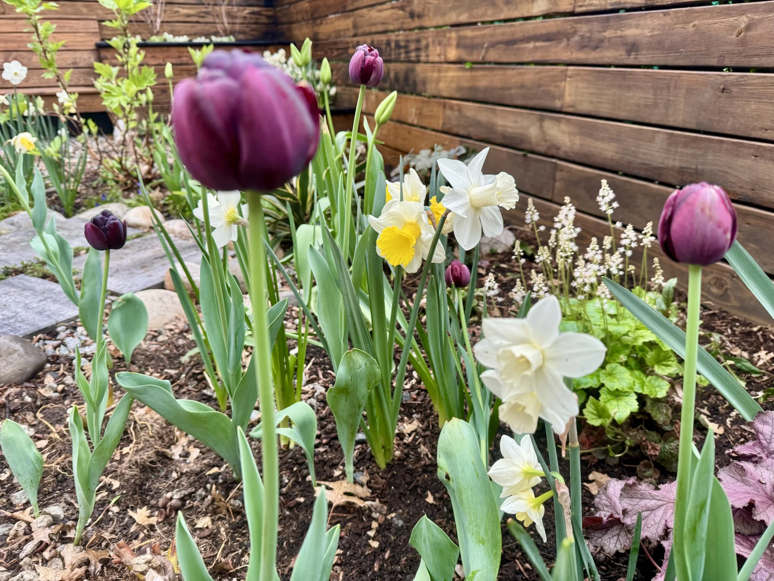 Lynne-Luke springtime blooms.jpg