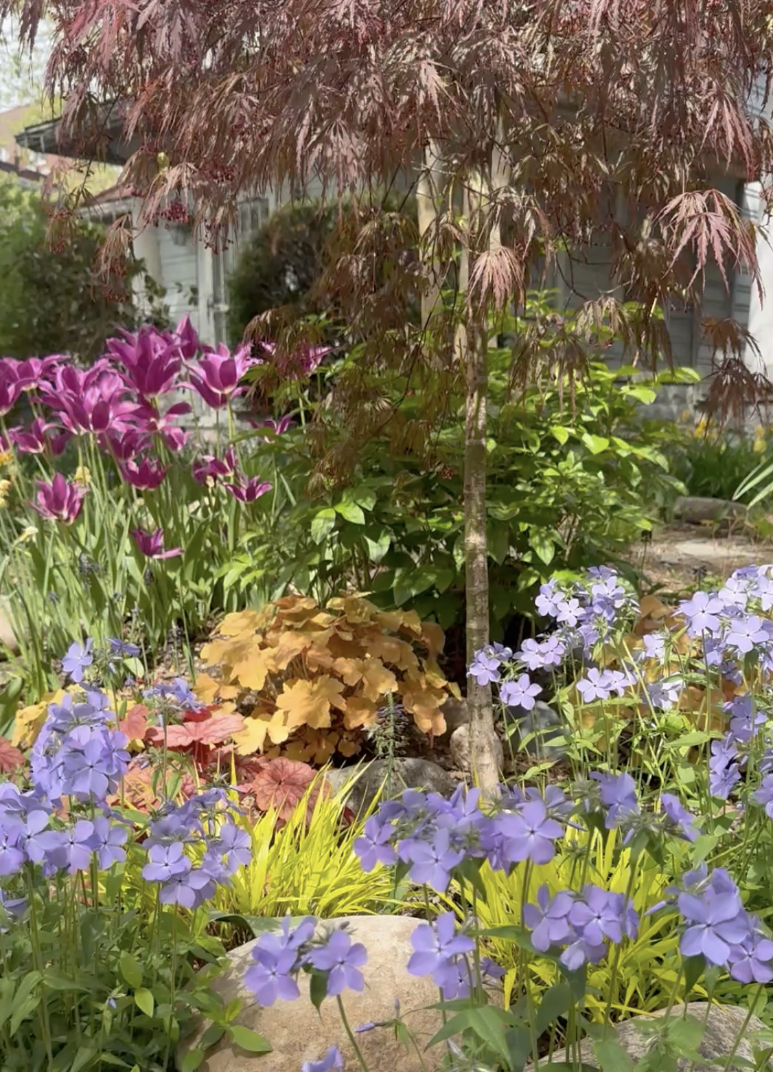 Lavender phlox with fuchsia tulips.png