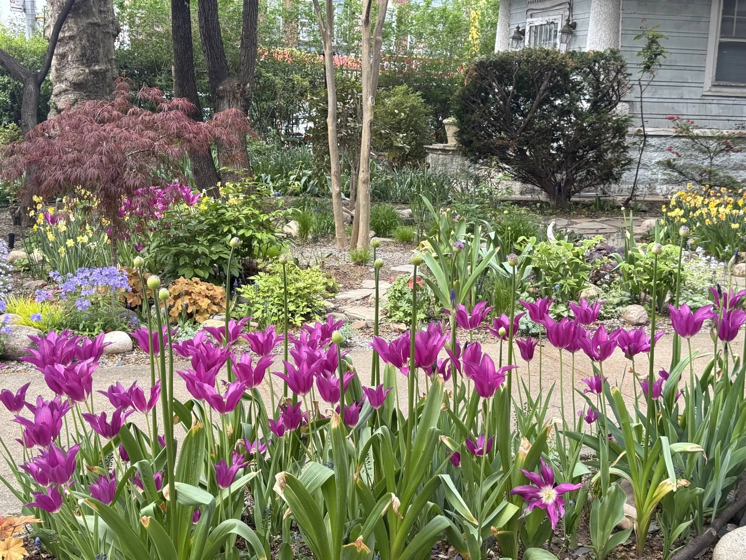 Fuchsia tulips.jpeg