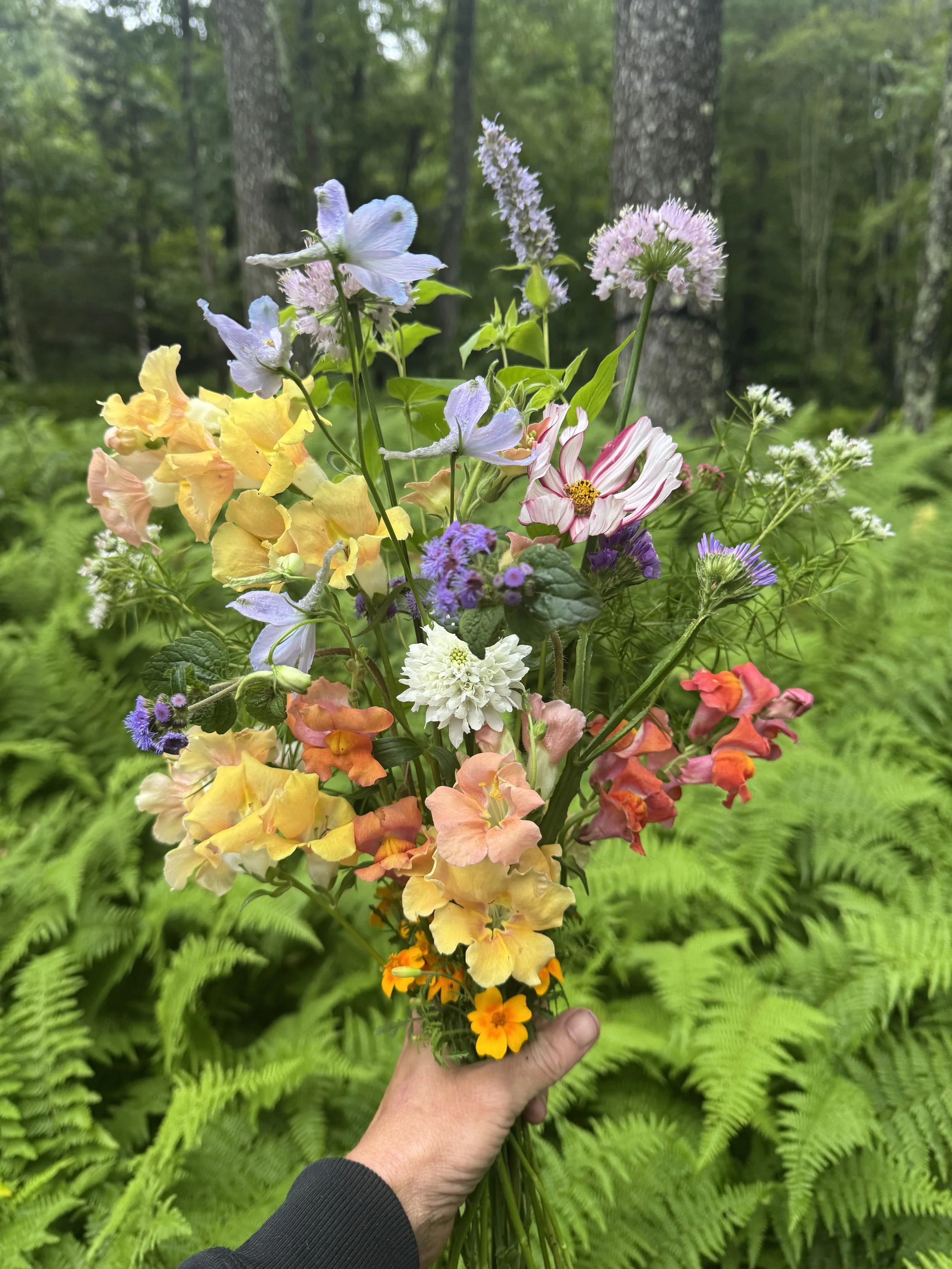 Early summer blooms in ferns.jpg
