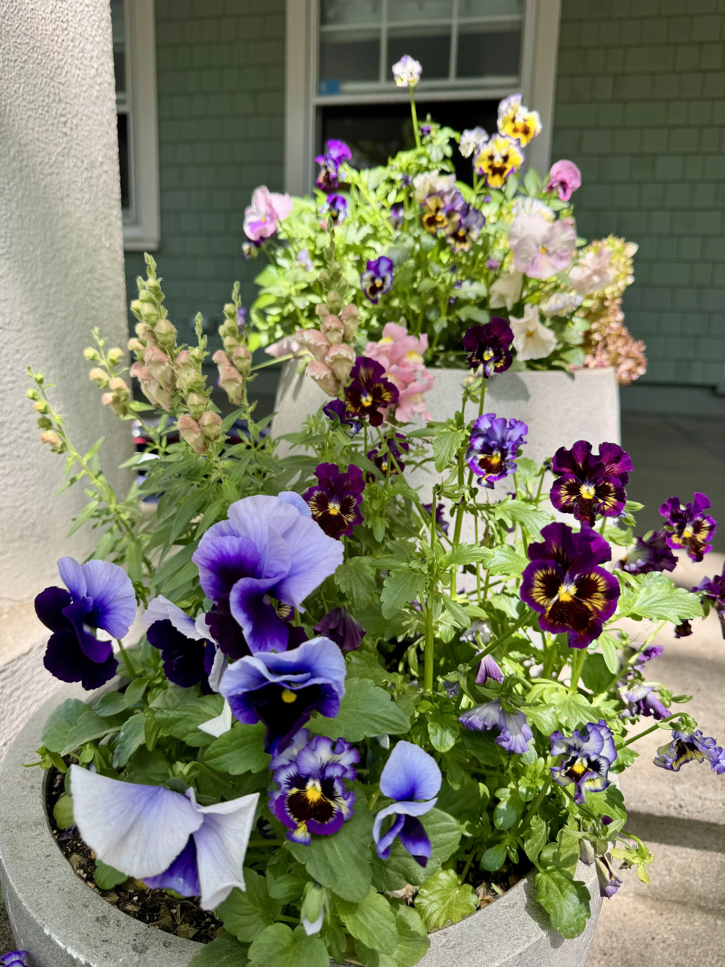 Pansy Planters.jpg