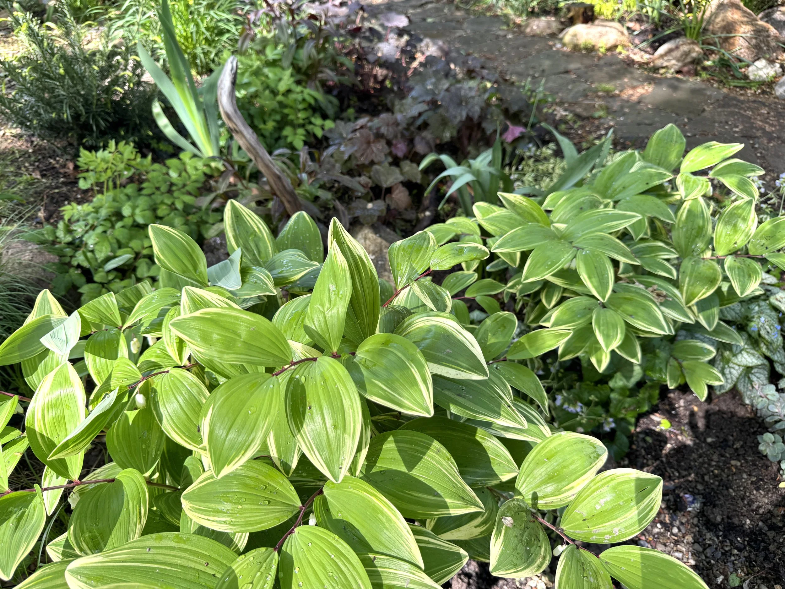 Solomon Seal.jpg