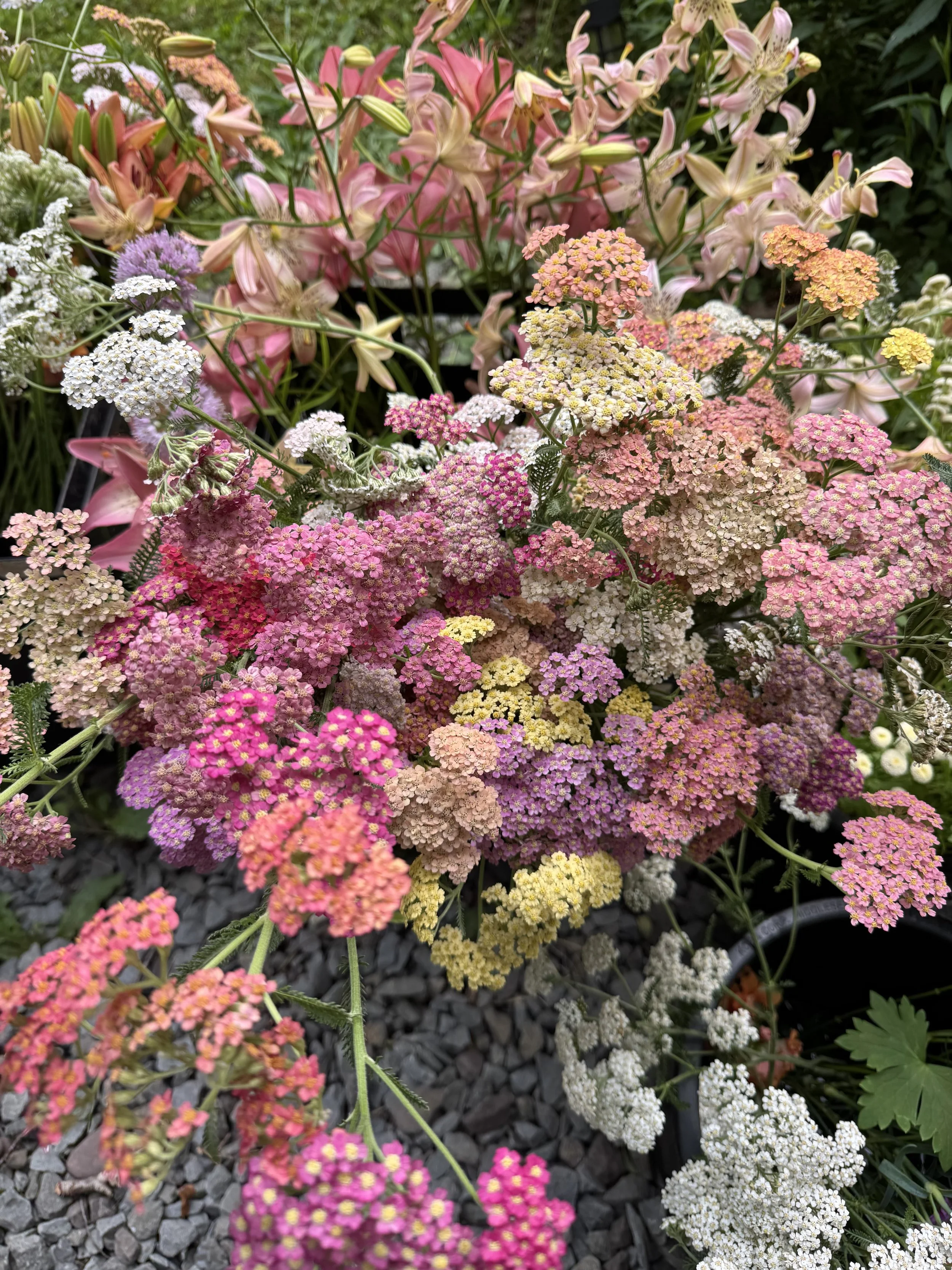 Yarrow.jpg
