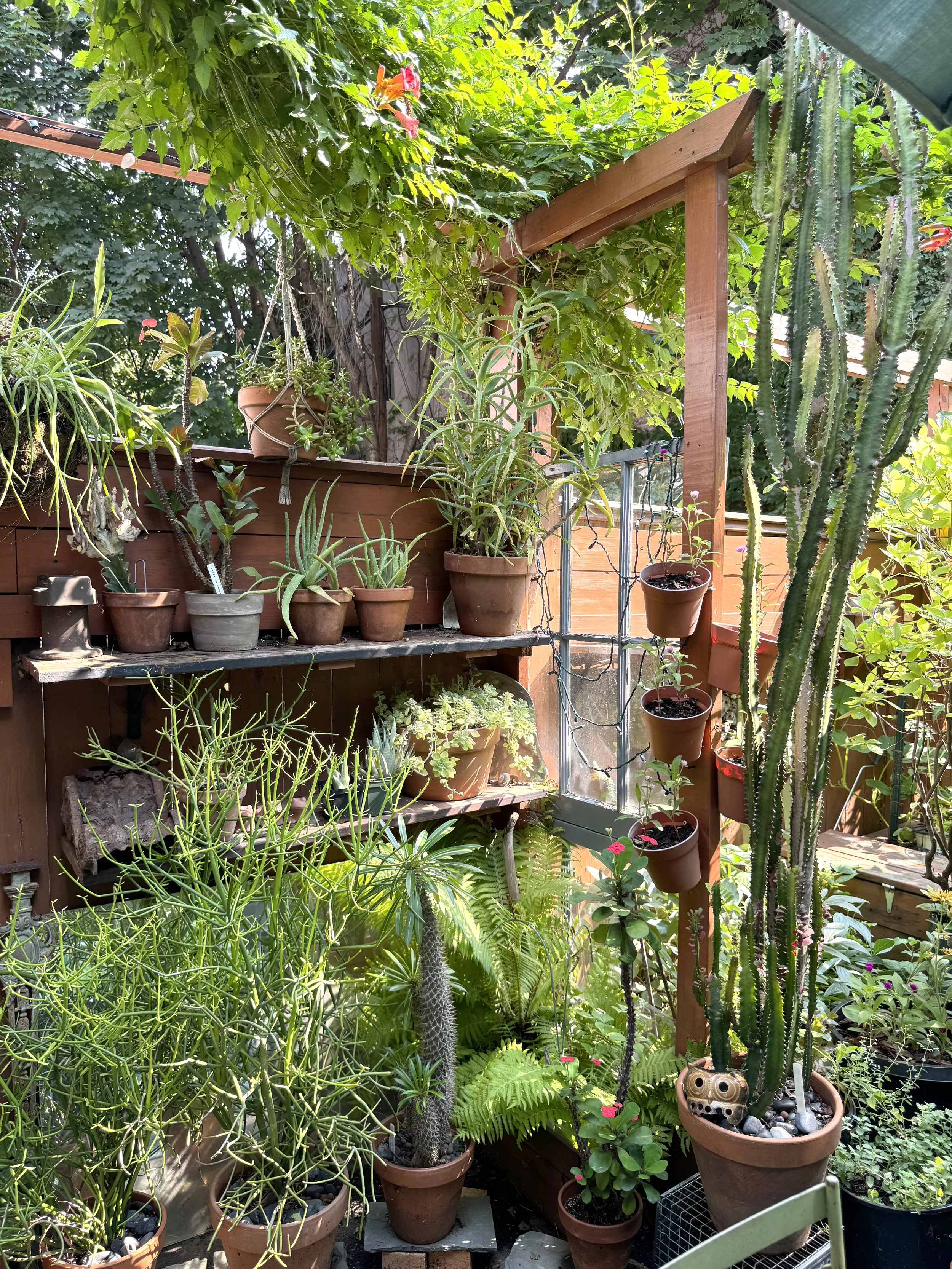 Succulent corner.jpg