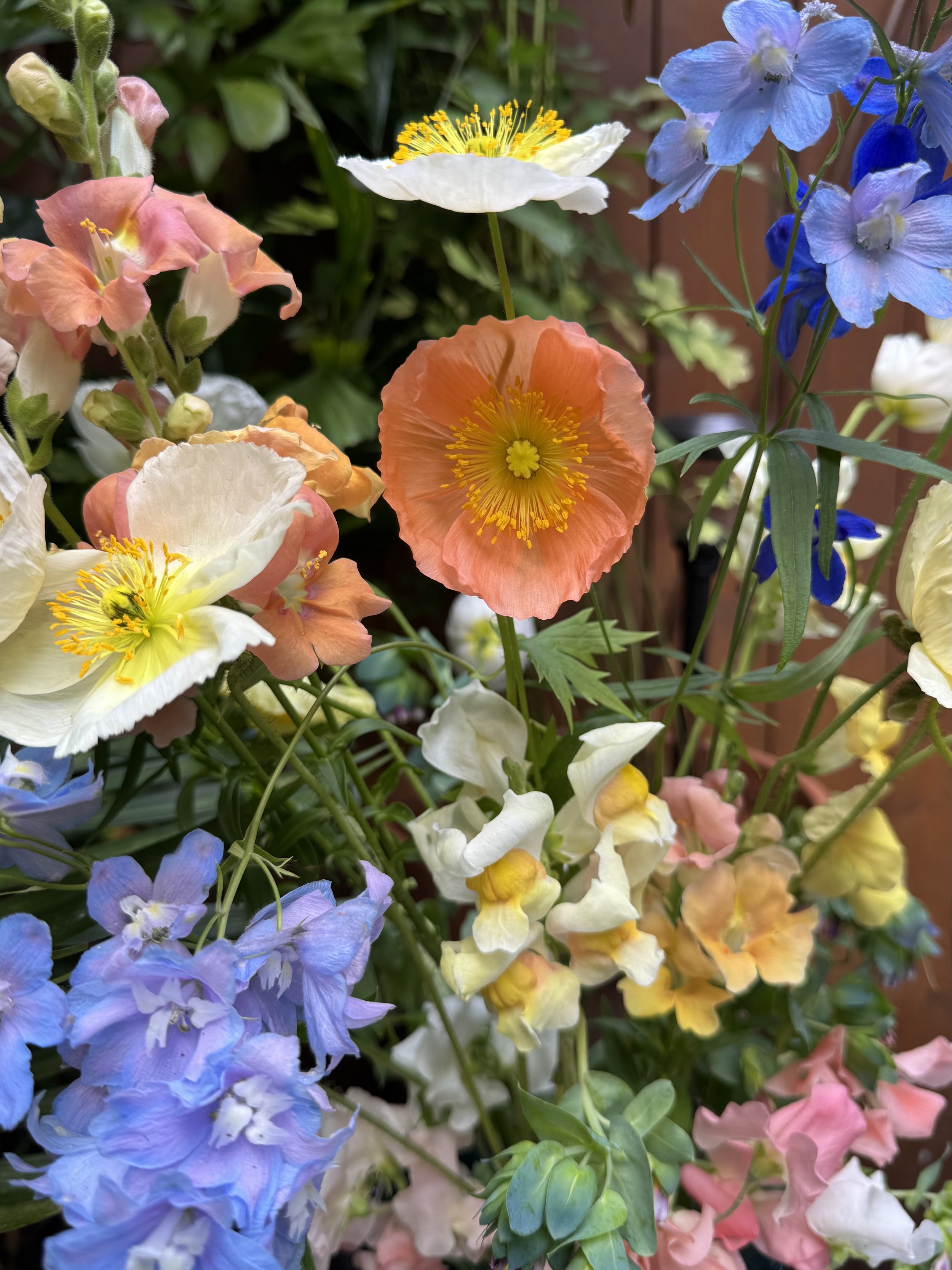 Icelandic poppy magic.jpg