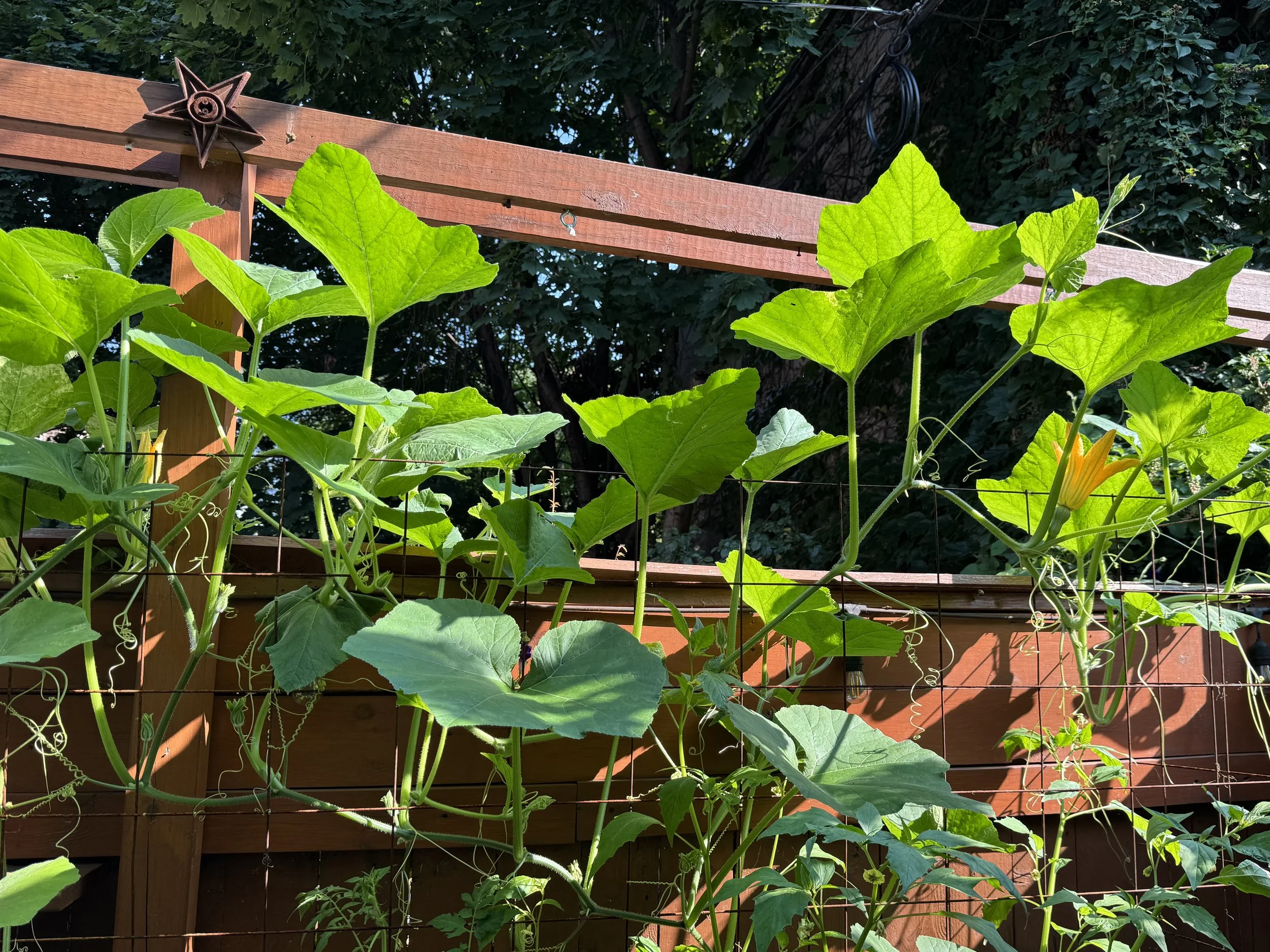 Squash blossum.jpg
