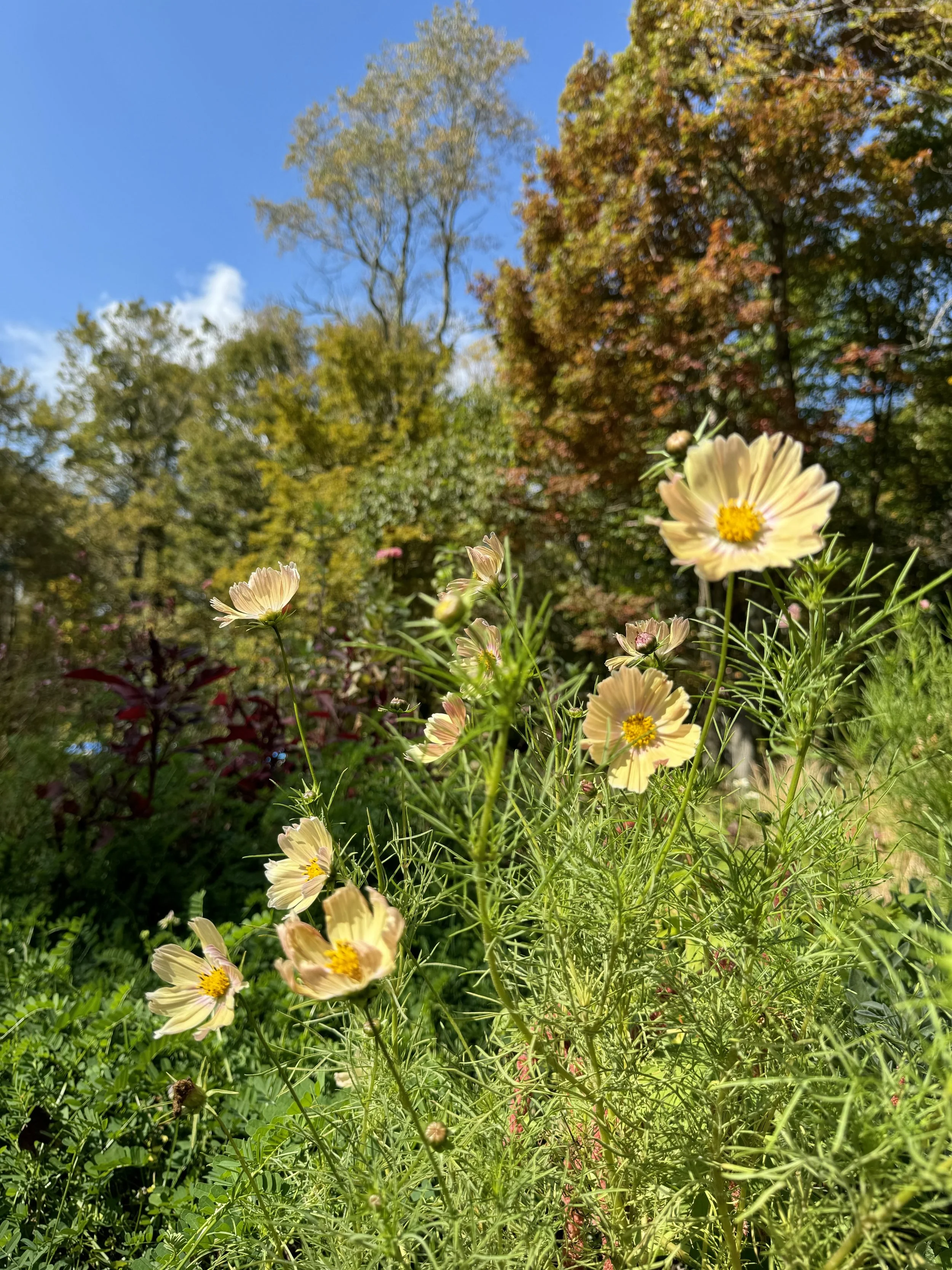 Cosmos-Apricot lemonade.jpg