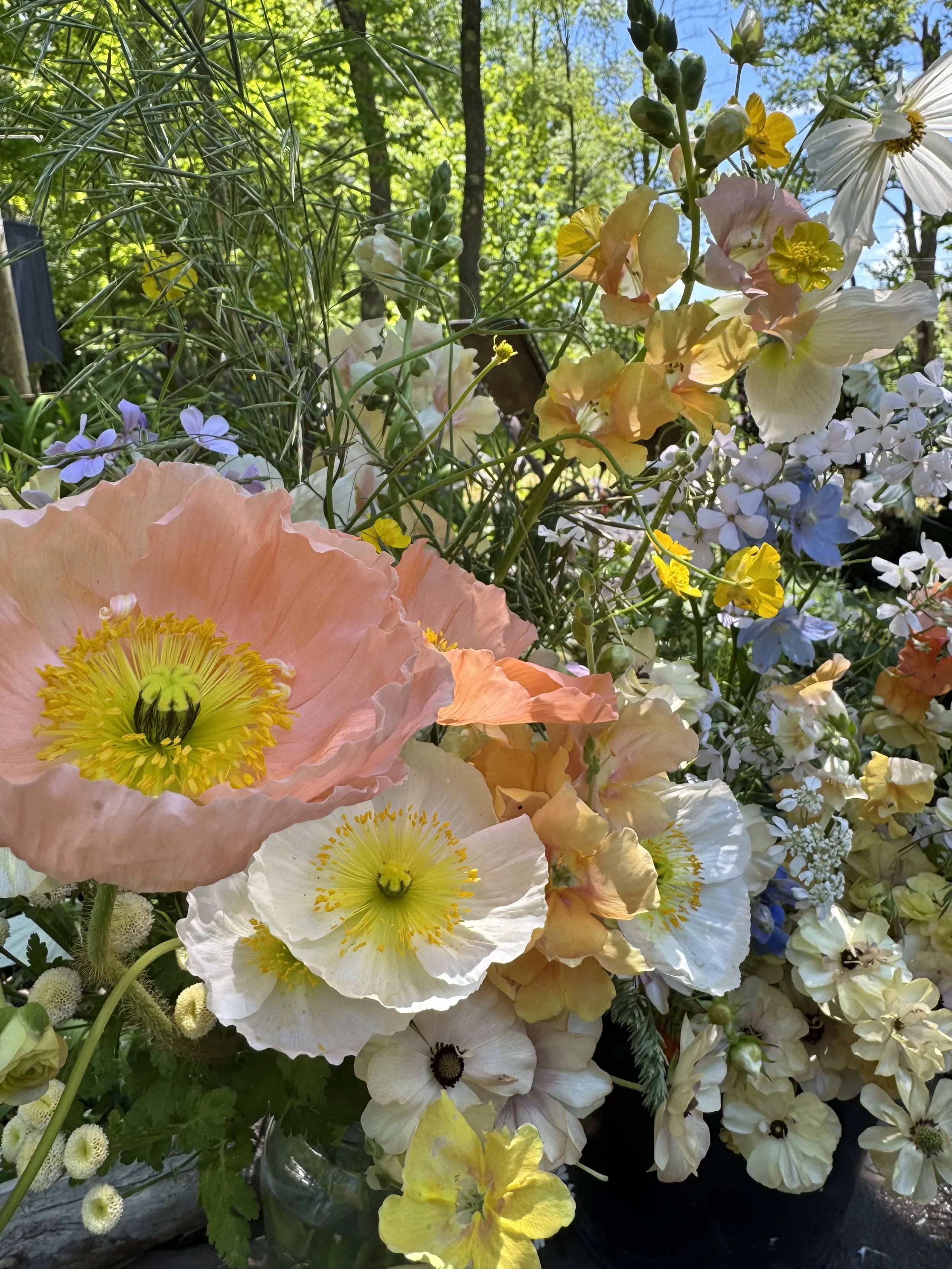 Icelandic poppies.jpg