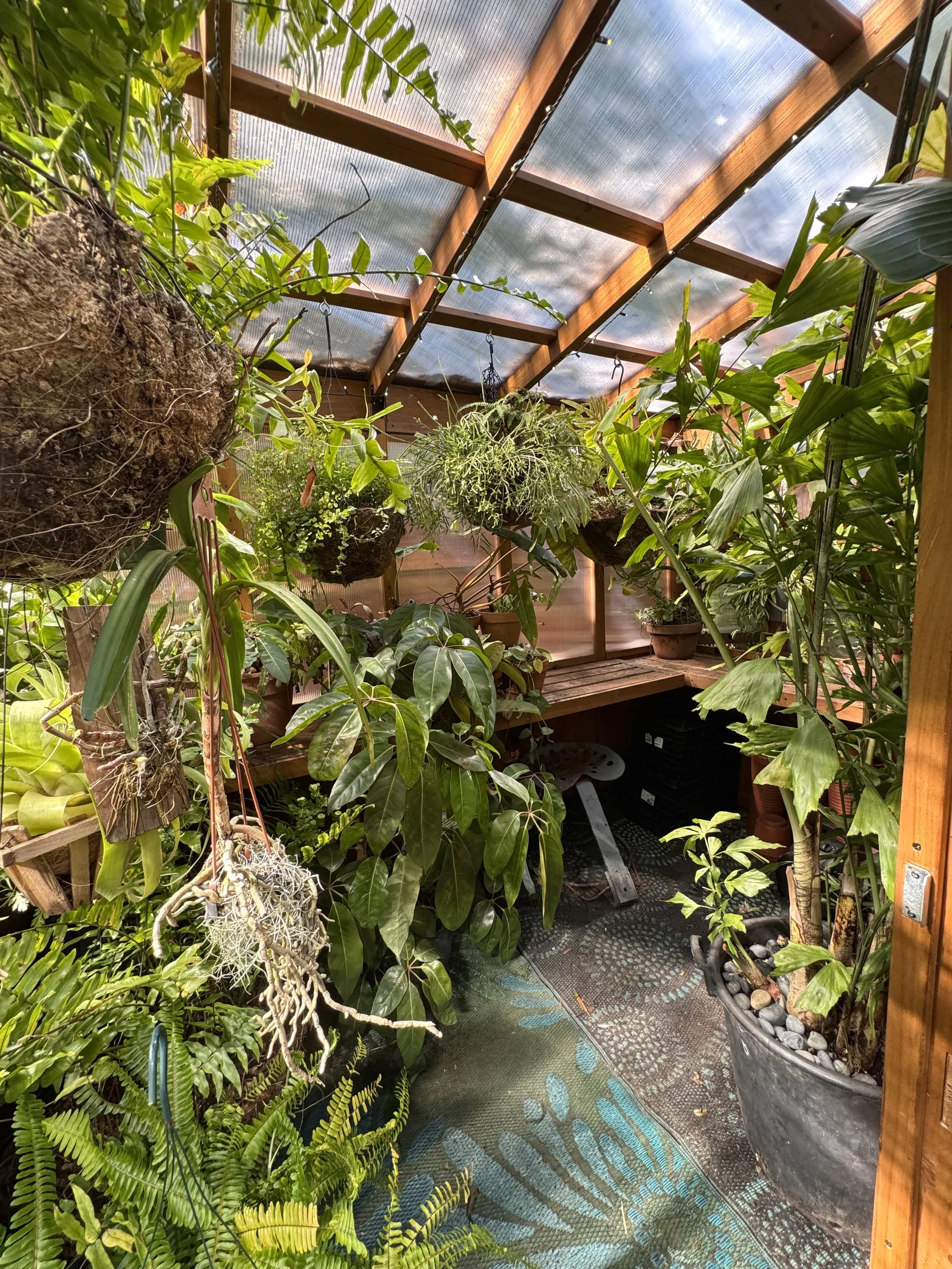 Backyard-Greenhouse looking in.jpg