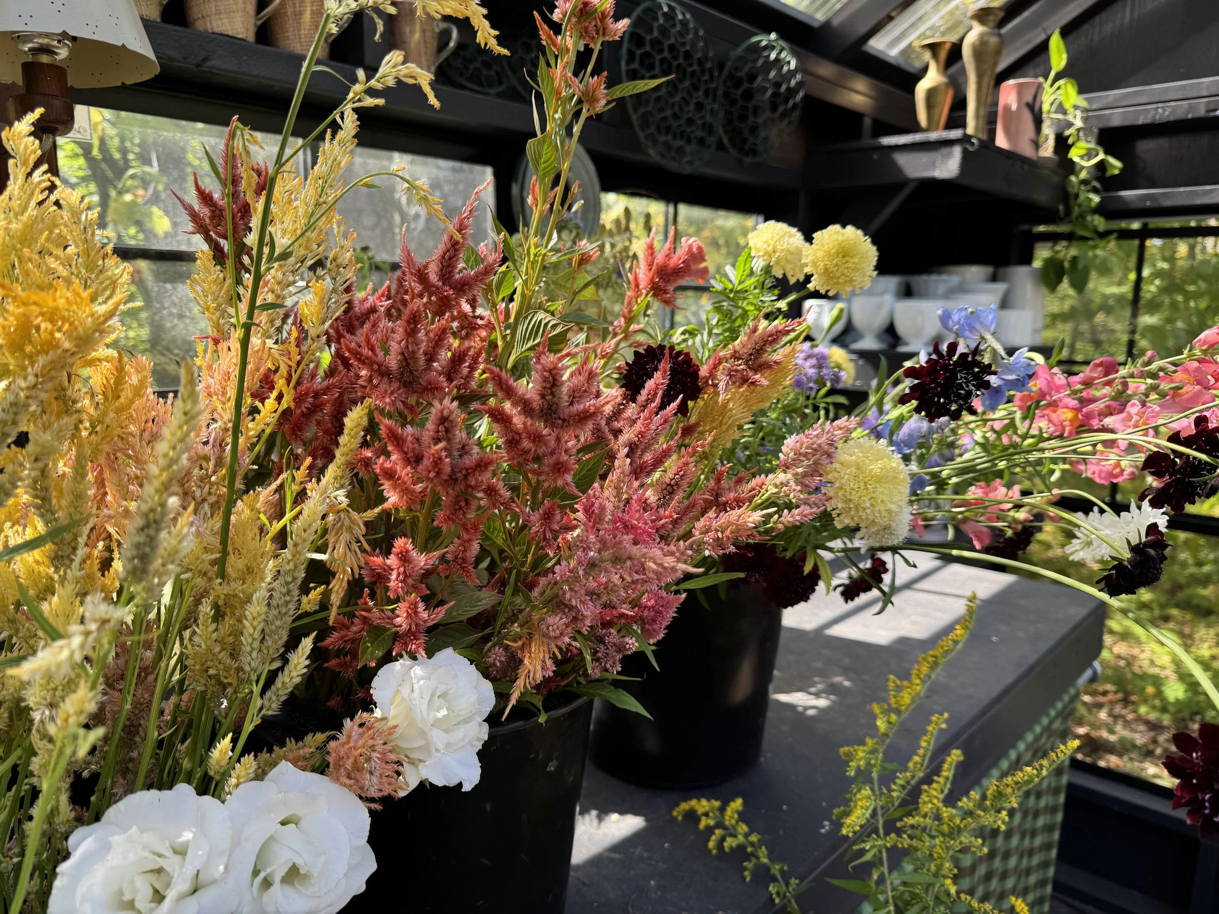 celosia in studio.jpg