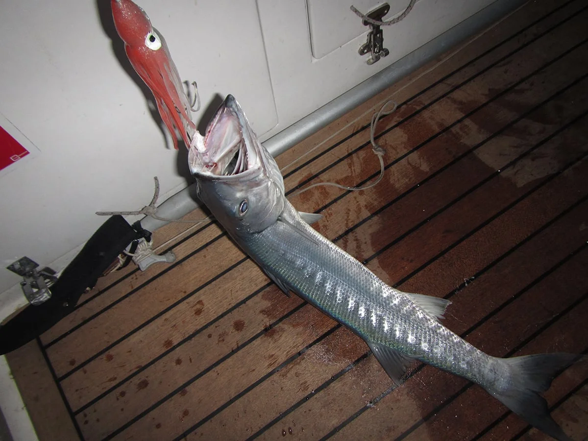 Cathed some barracudas and dorados during the trip
