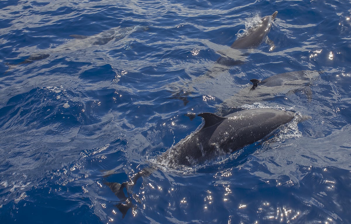 Dolphins visited us a few times. Once I saw the biggest shark back fin that I have ever seen. Didn't wan't to go for a swim after that. 