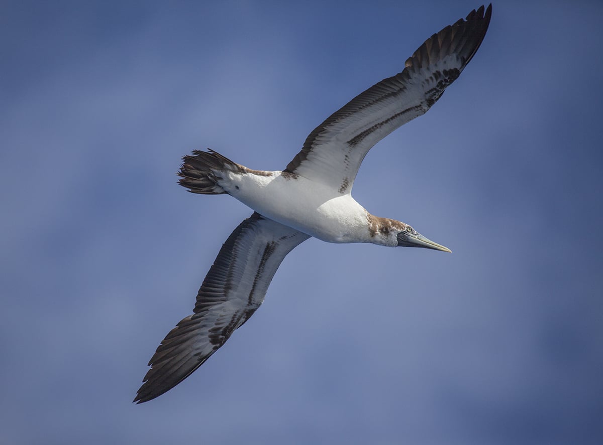 Immature masked boobie appeared above our boat a few days before we saw the islands of the Caribbean. This sight meant that our trip was coming to an end. 