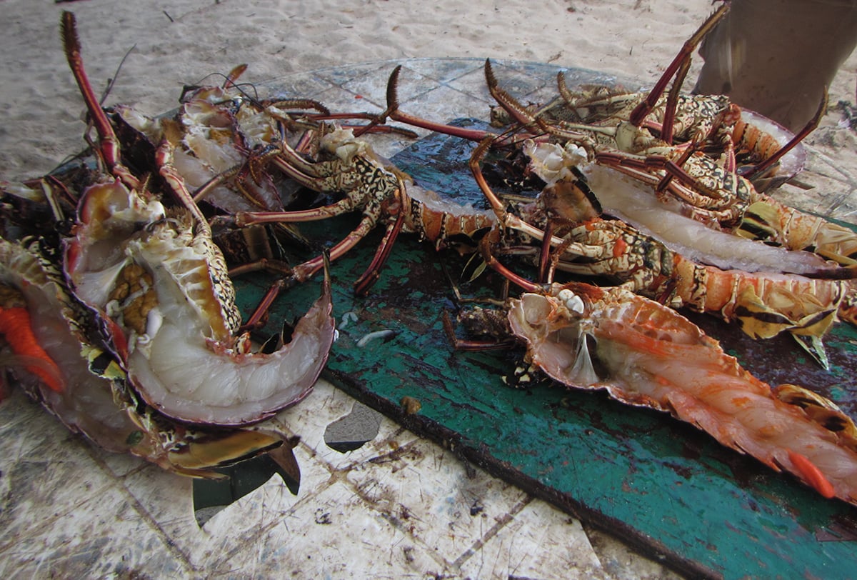 Lobster dinner at the beach
