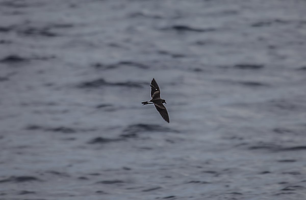 Not so many seabirds were seen in the middle of Atlantic Ocean