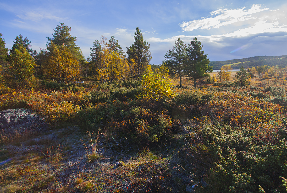 Beautiful autumn colors in Norway