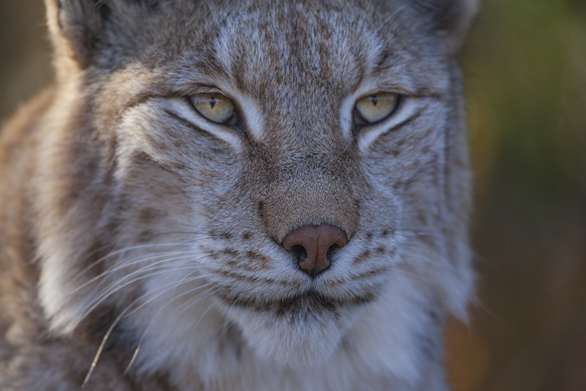 Lynx in Langedrad