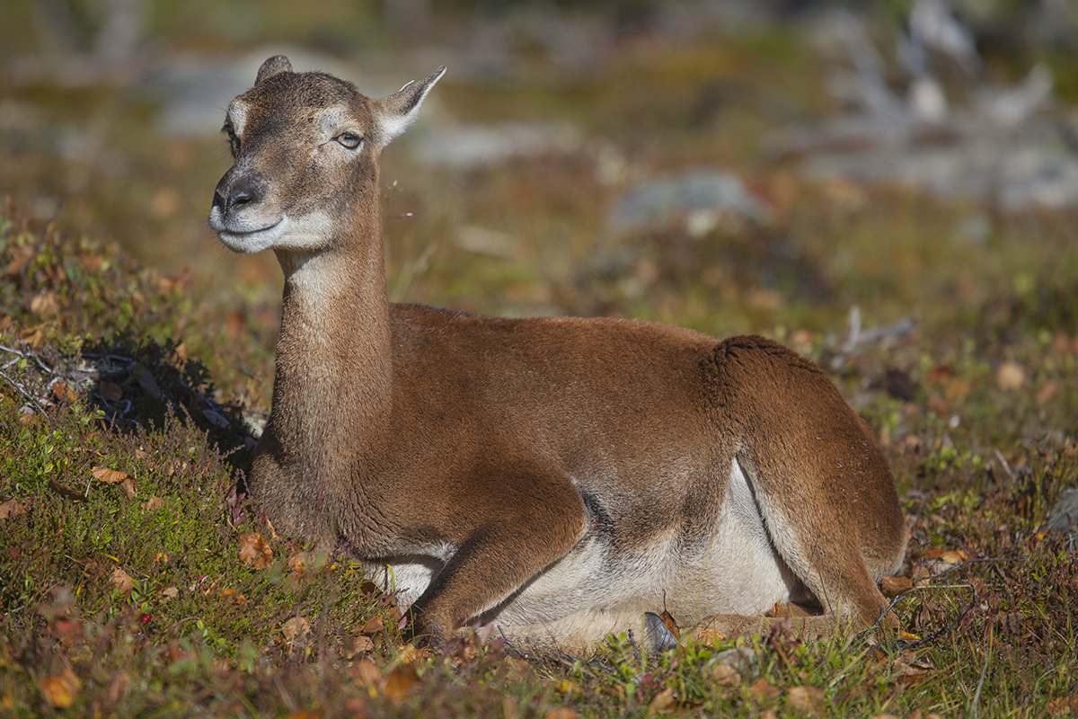 Muflon in Langedrag