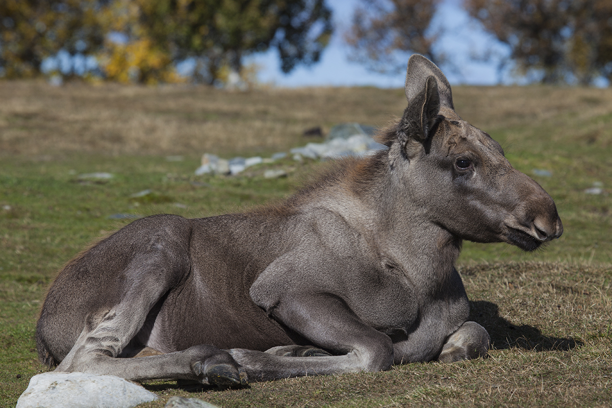 Orphaned baby moose in Langedrag