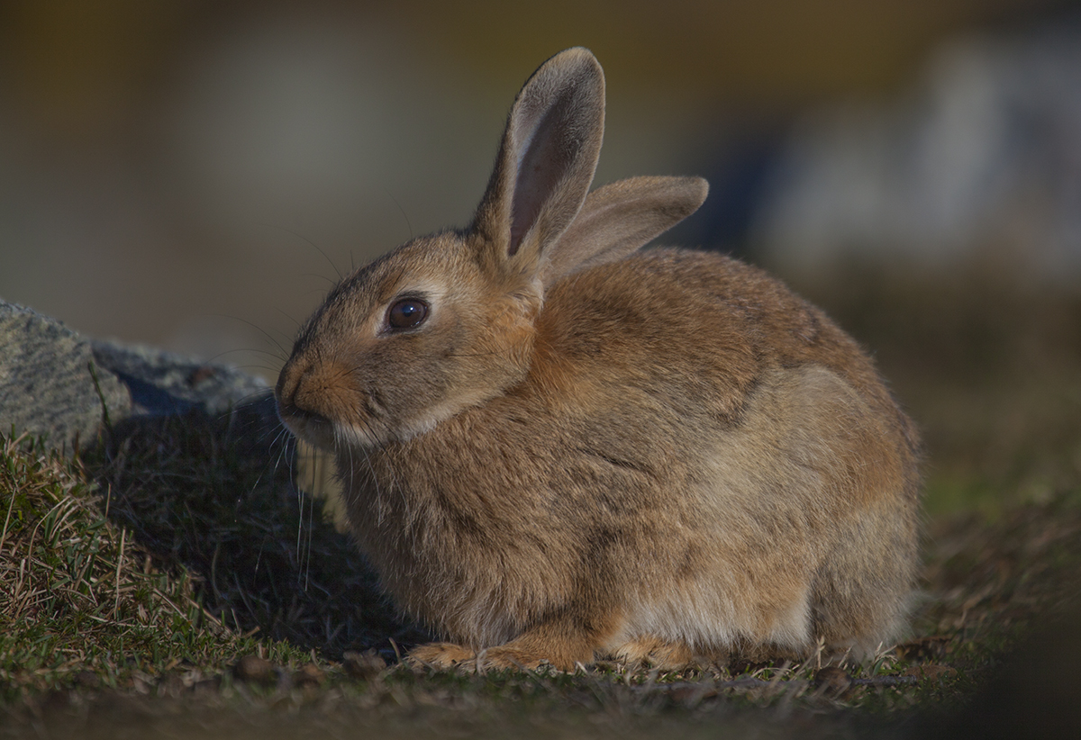 City rabbit near Langedrag