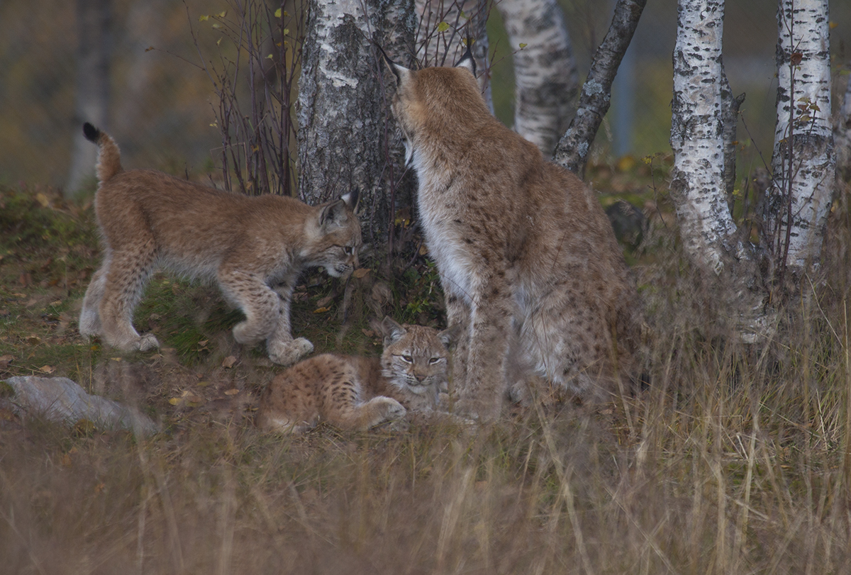 Lynx mother with her 3-month-old cubs