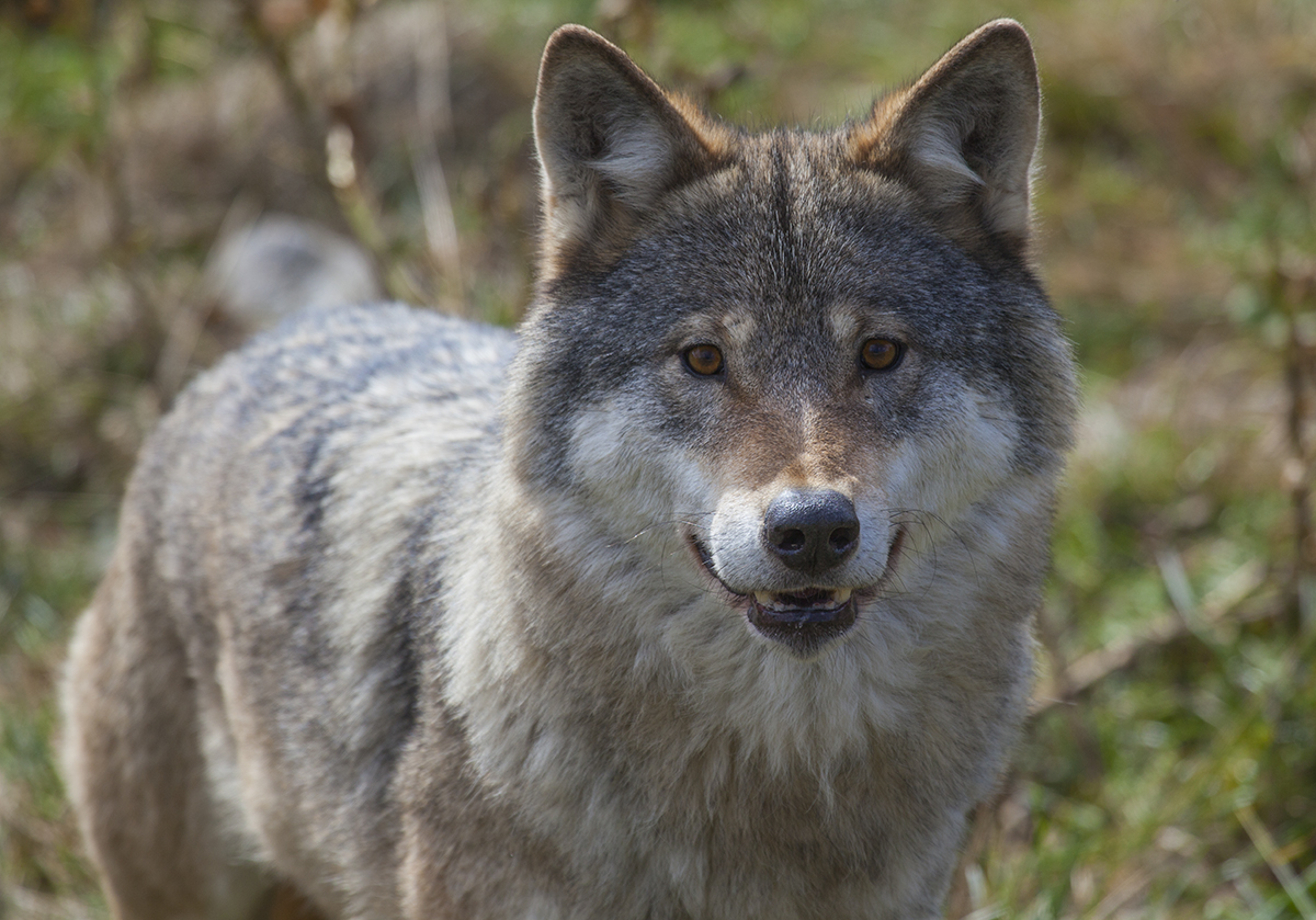 Inside the enclosure of wolves in Langedrag