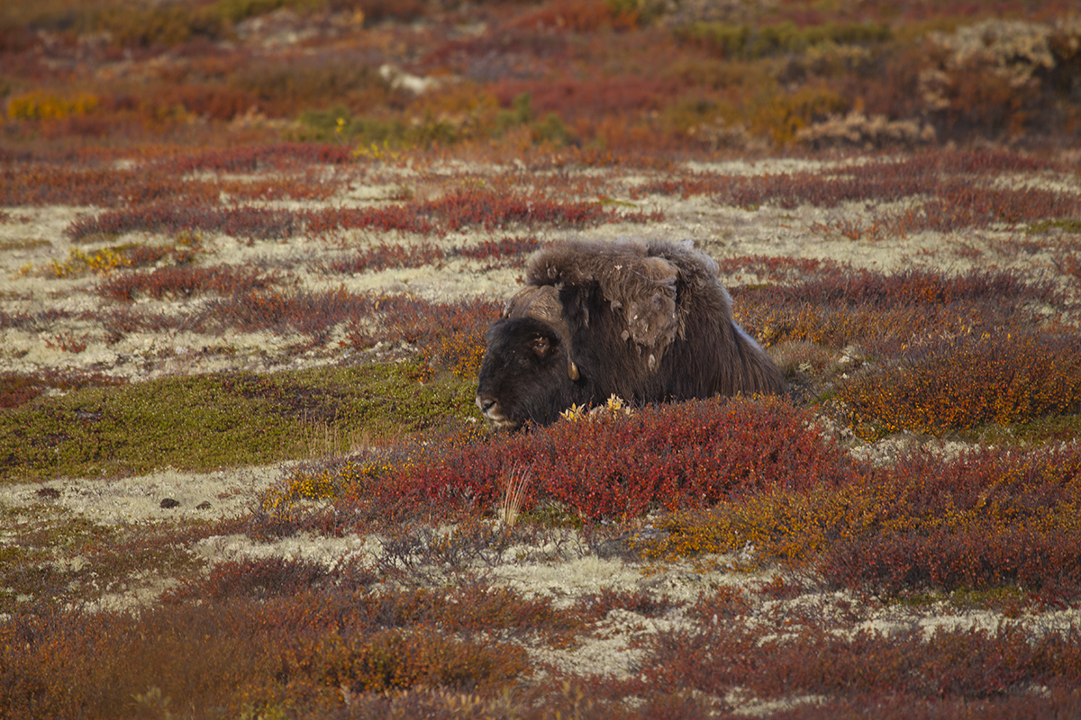 First sight of the musk ox!