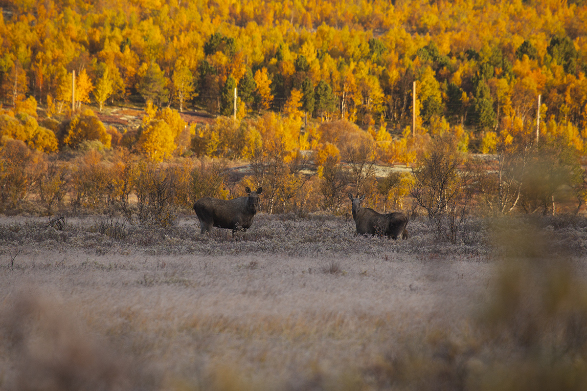 These two looked us for a while and had only a little interest for our presence