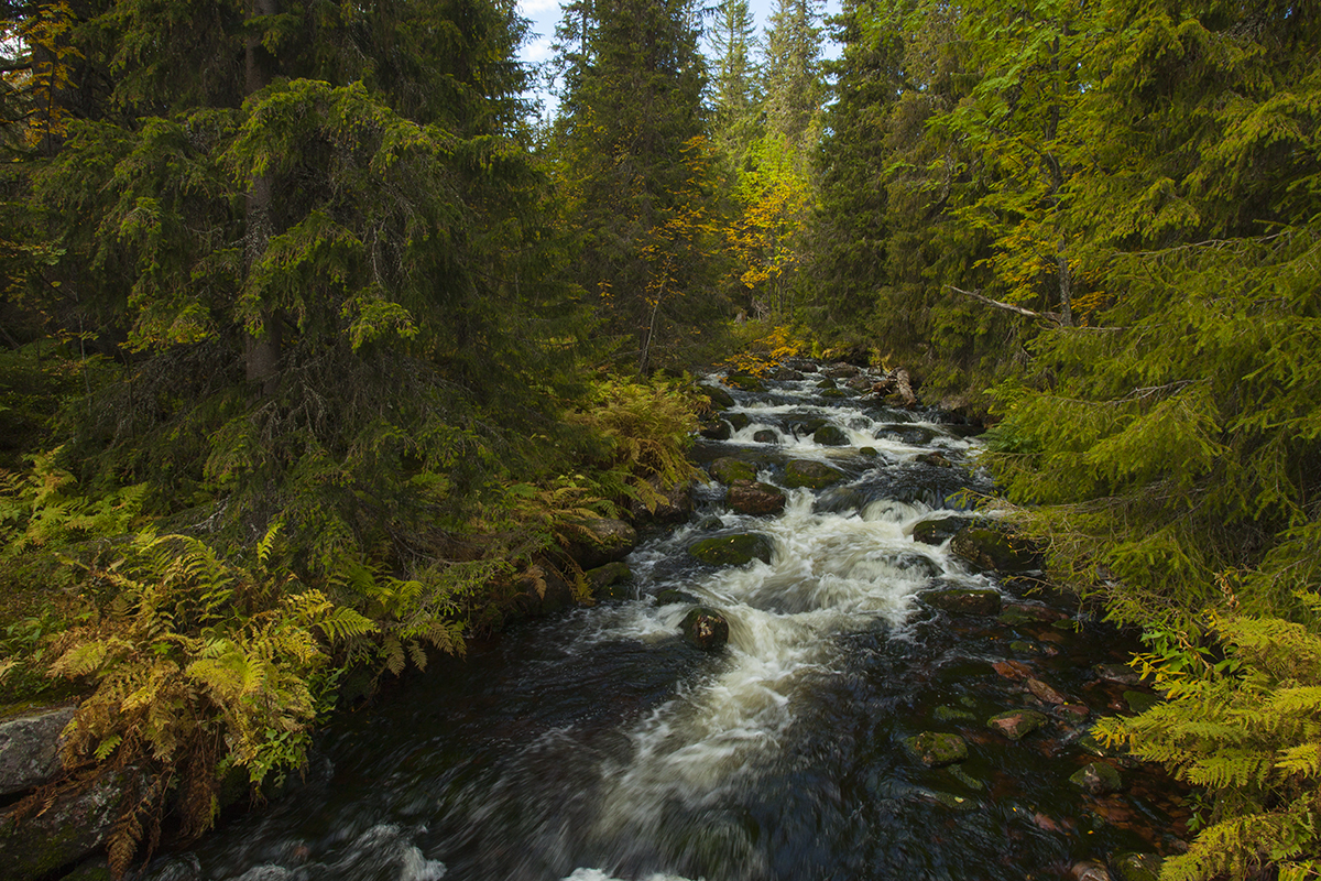 Beautiful forest landscape in Sweden