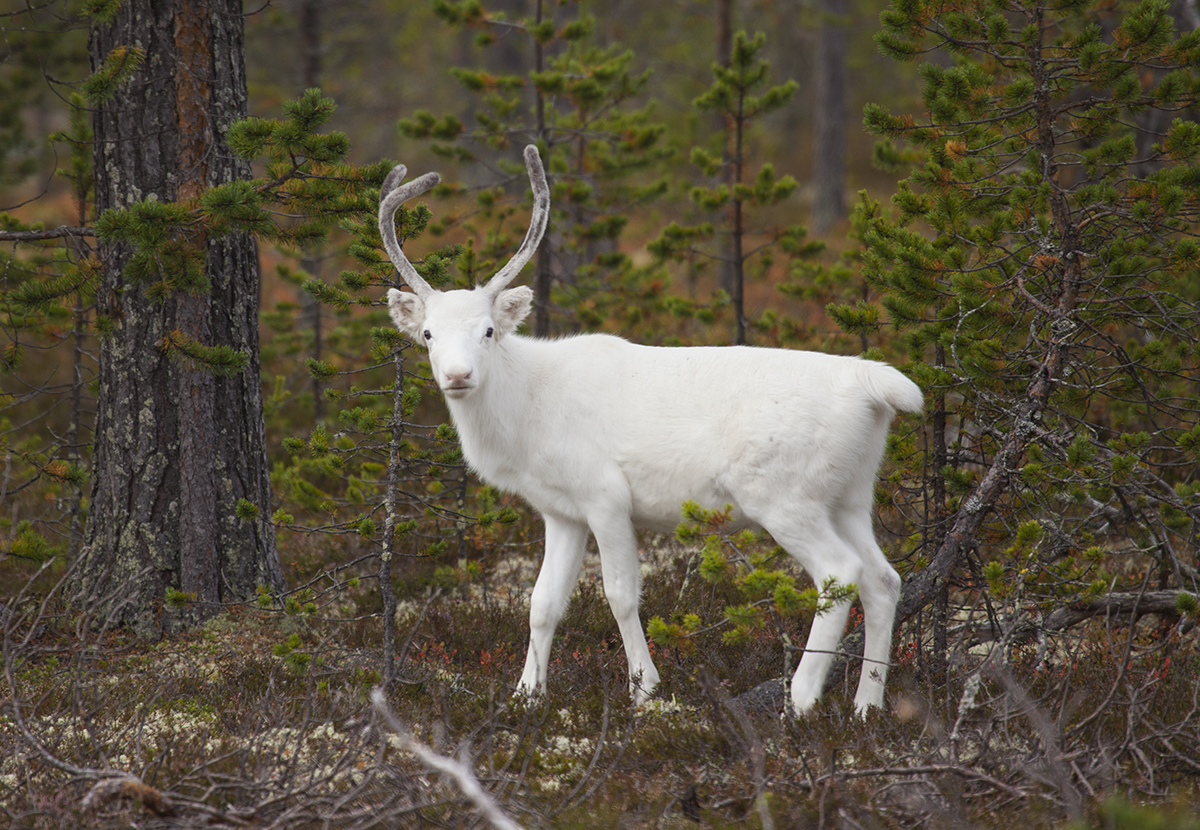 Wild white reindeer in central Norway