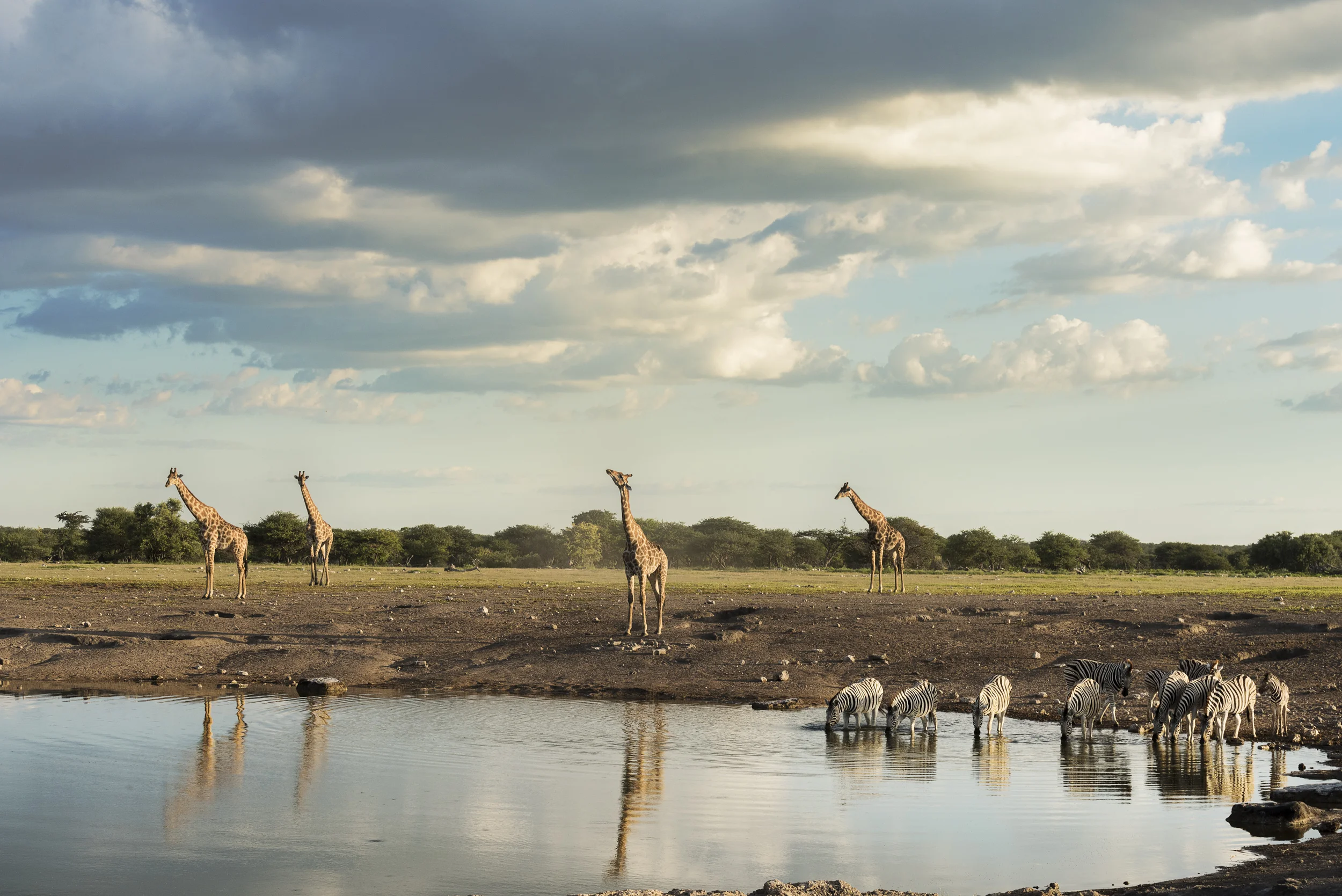 giraffe 2.jpg