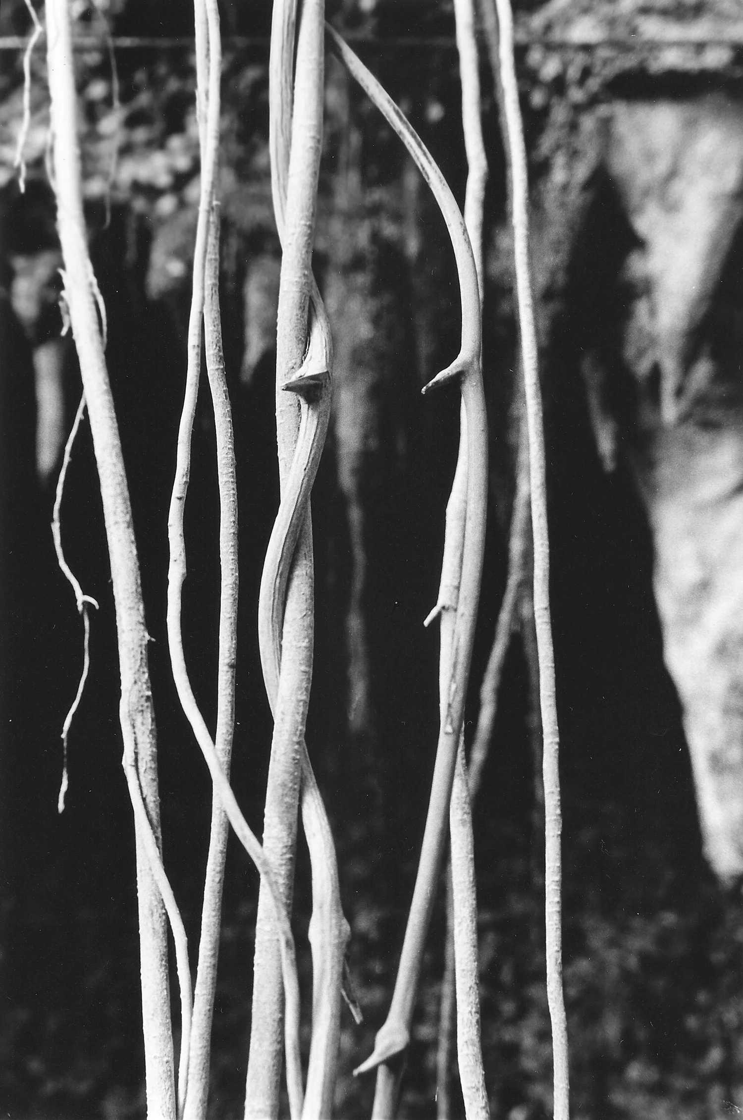 Nature Study I