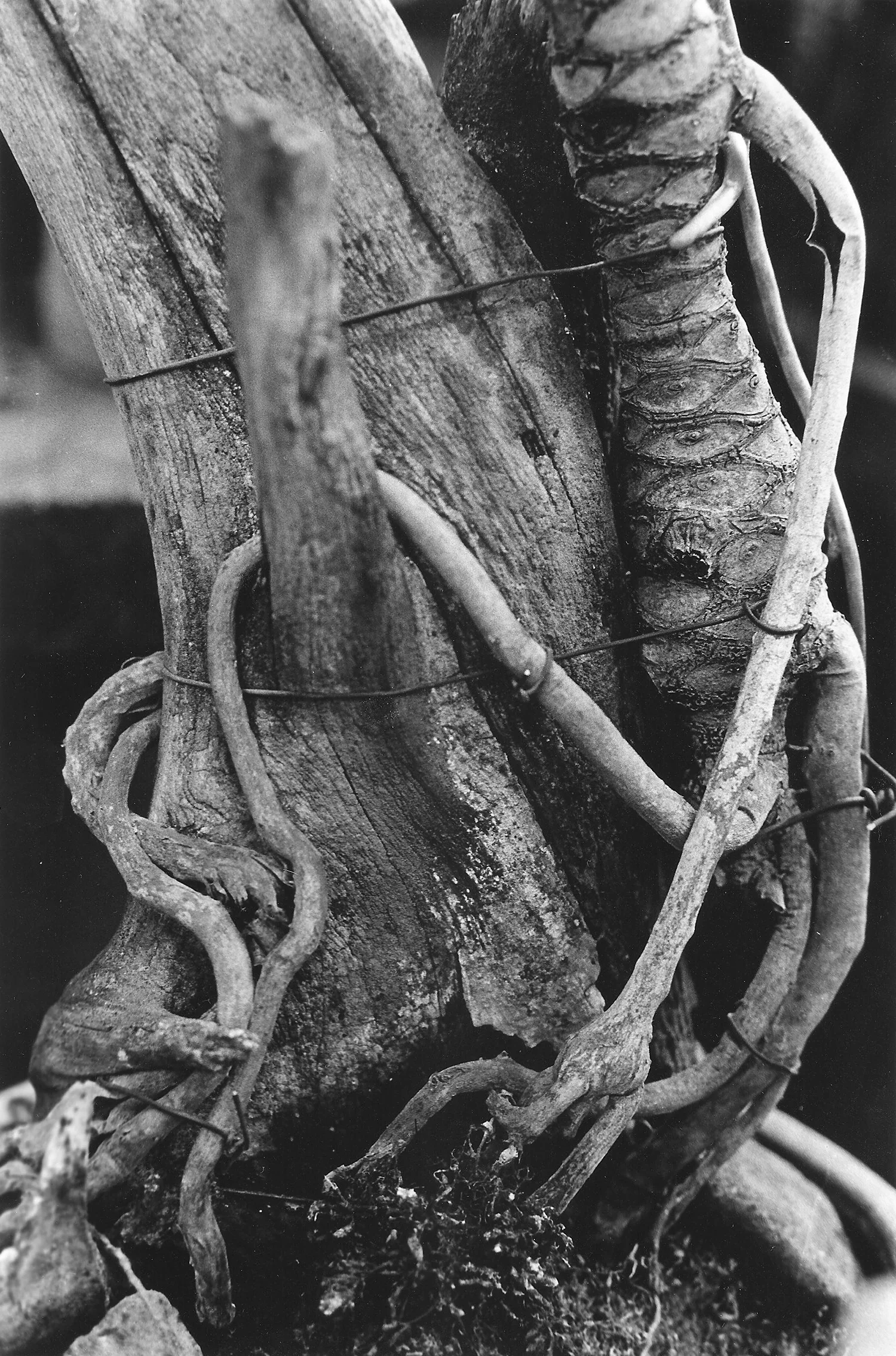 NatureStudies3.jpg