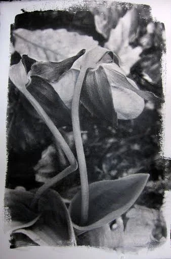 Lady's Slipper 2