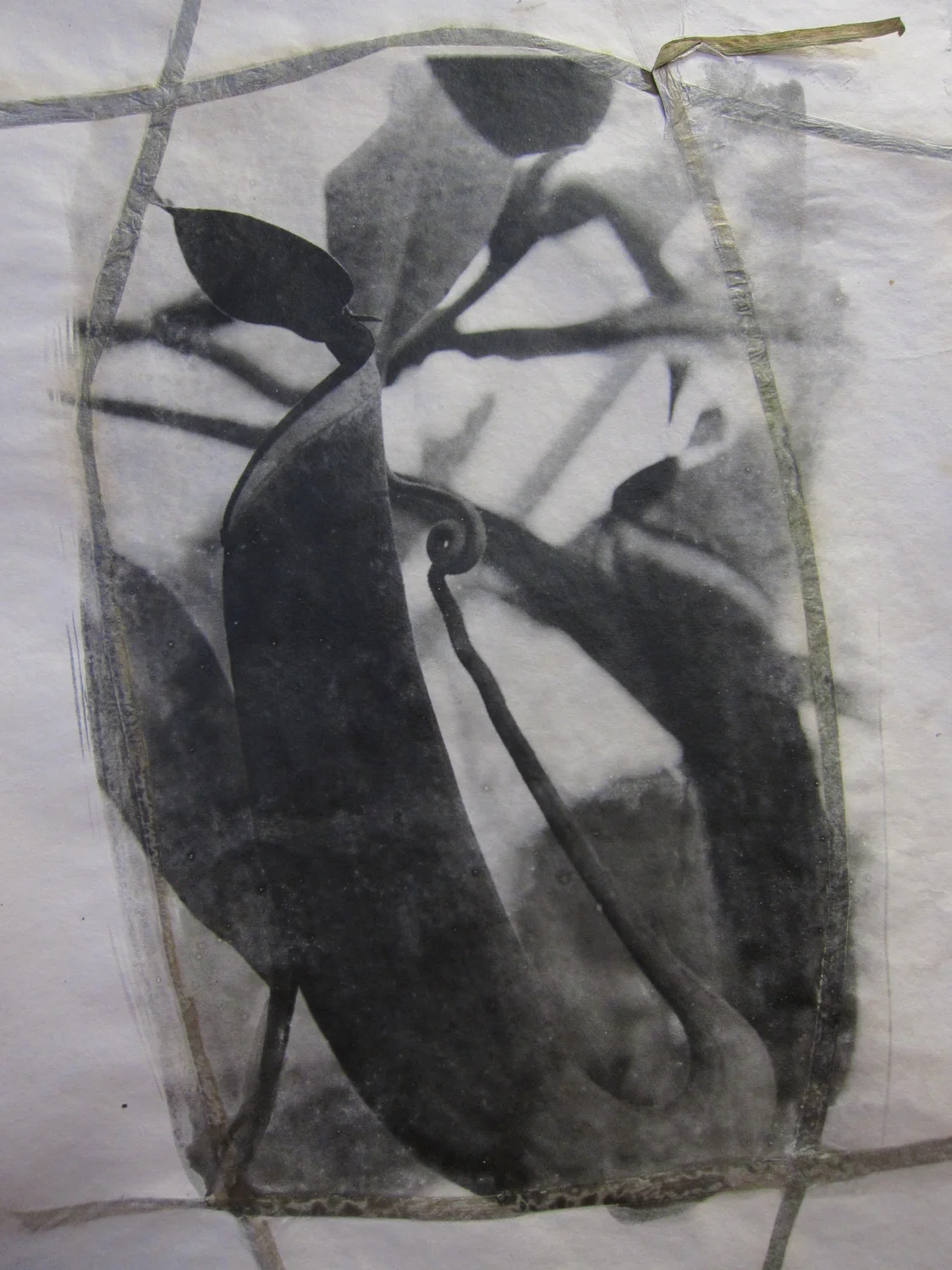   Pitcher Plant II   Gelatin Silver, Handmade Paper, 2016, 17X11 