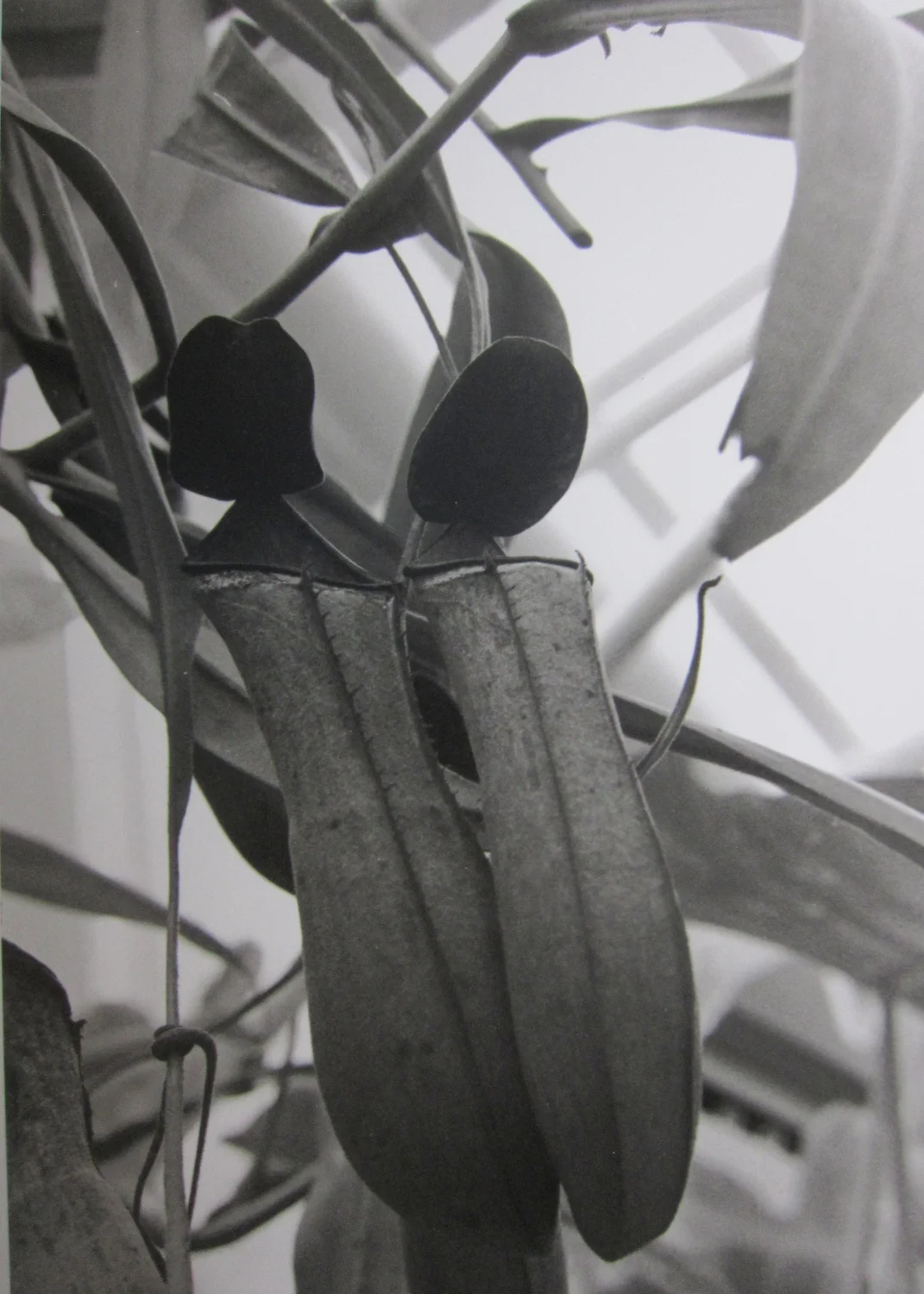   Pitcher Plant VI   Gelatin Silver, 2016, 22X15 