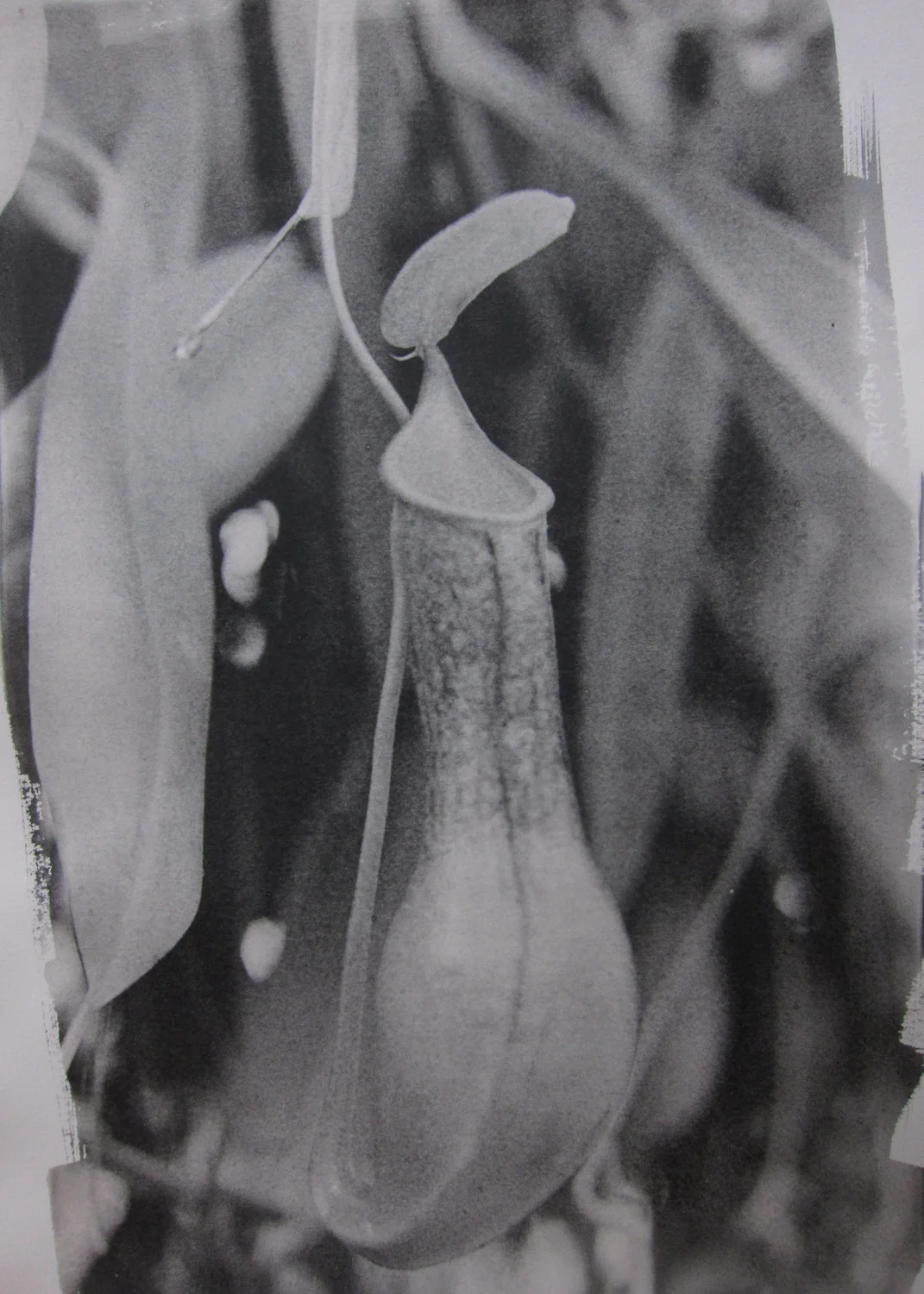   Pitcher Plant VII   Gelatin Silver, 2016, 22X15 