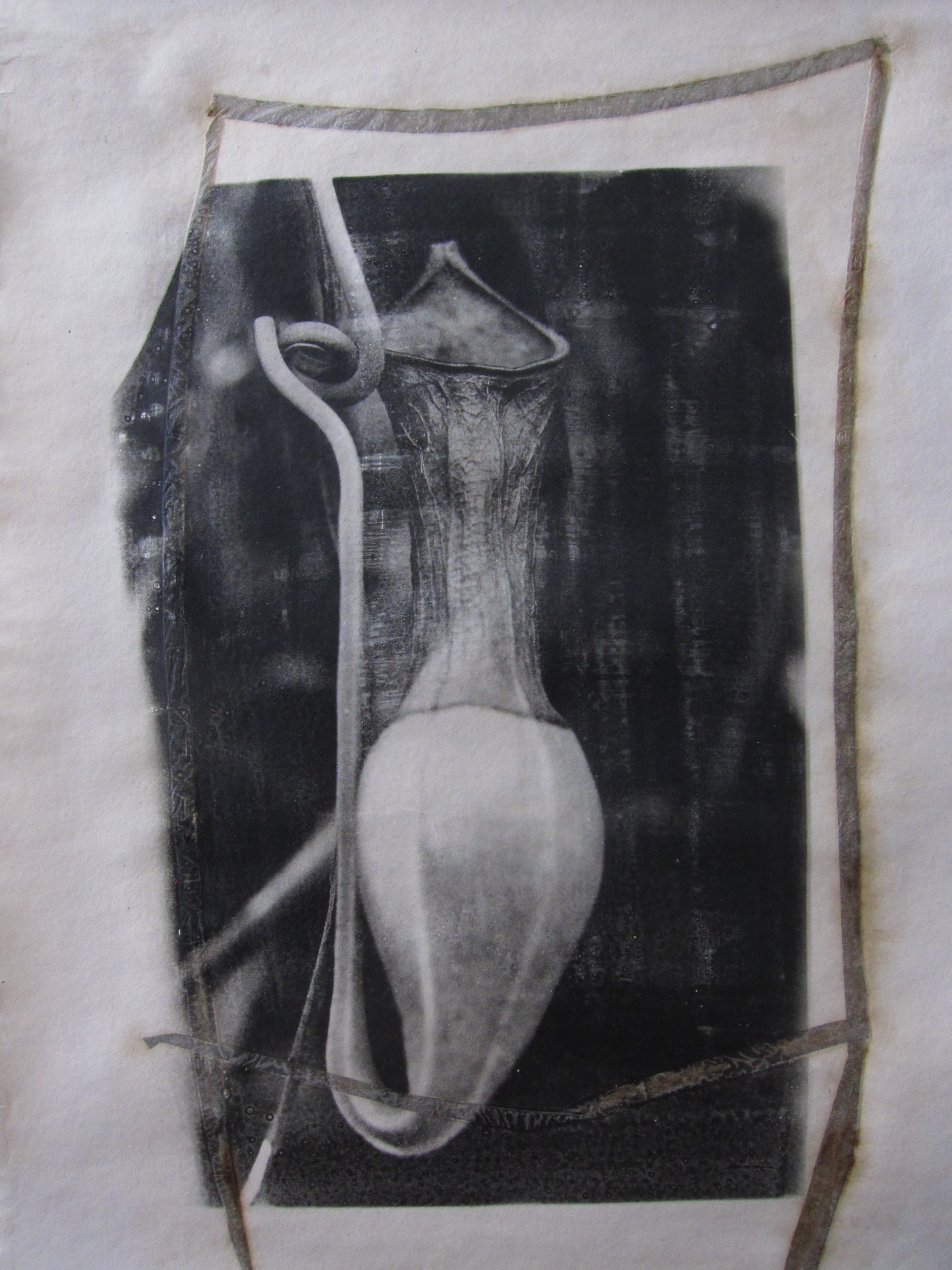   Pitcher Plant I   Gelatin Silver, Handmade Paper,2016, 17X11 
