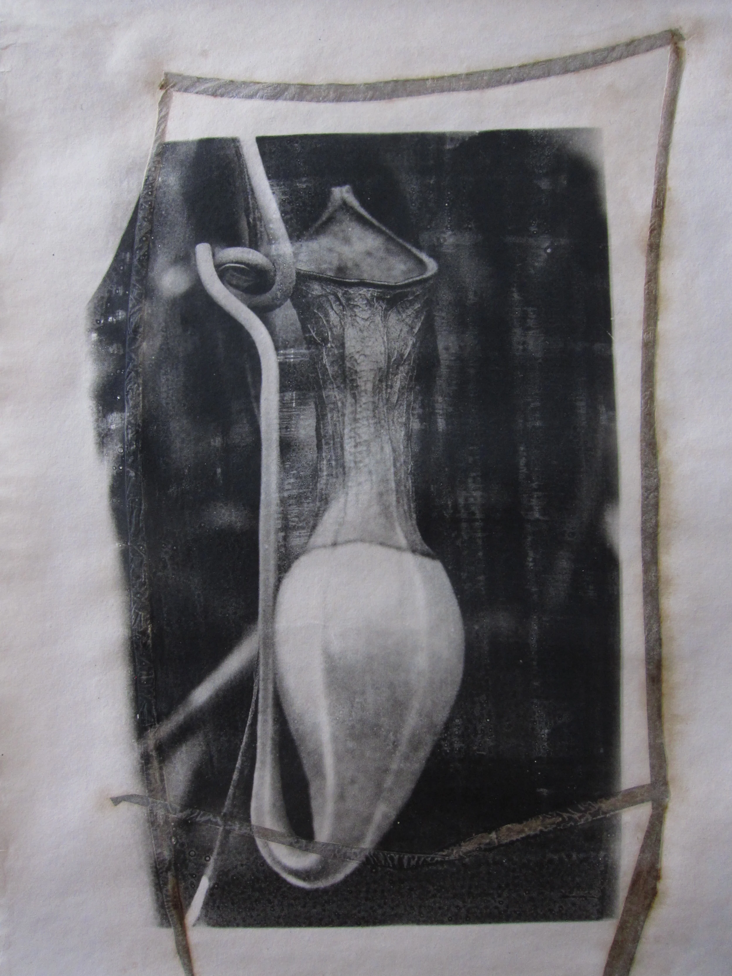 Pitcher Plant 1, Gelatin Silver, Handmade Paper,2016, 17X11, $450..JPG