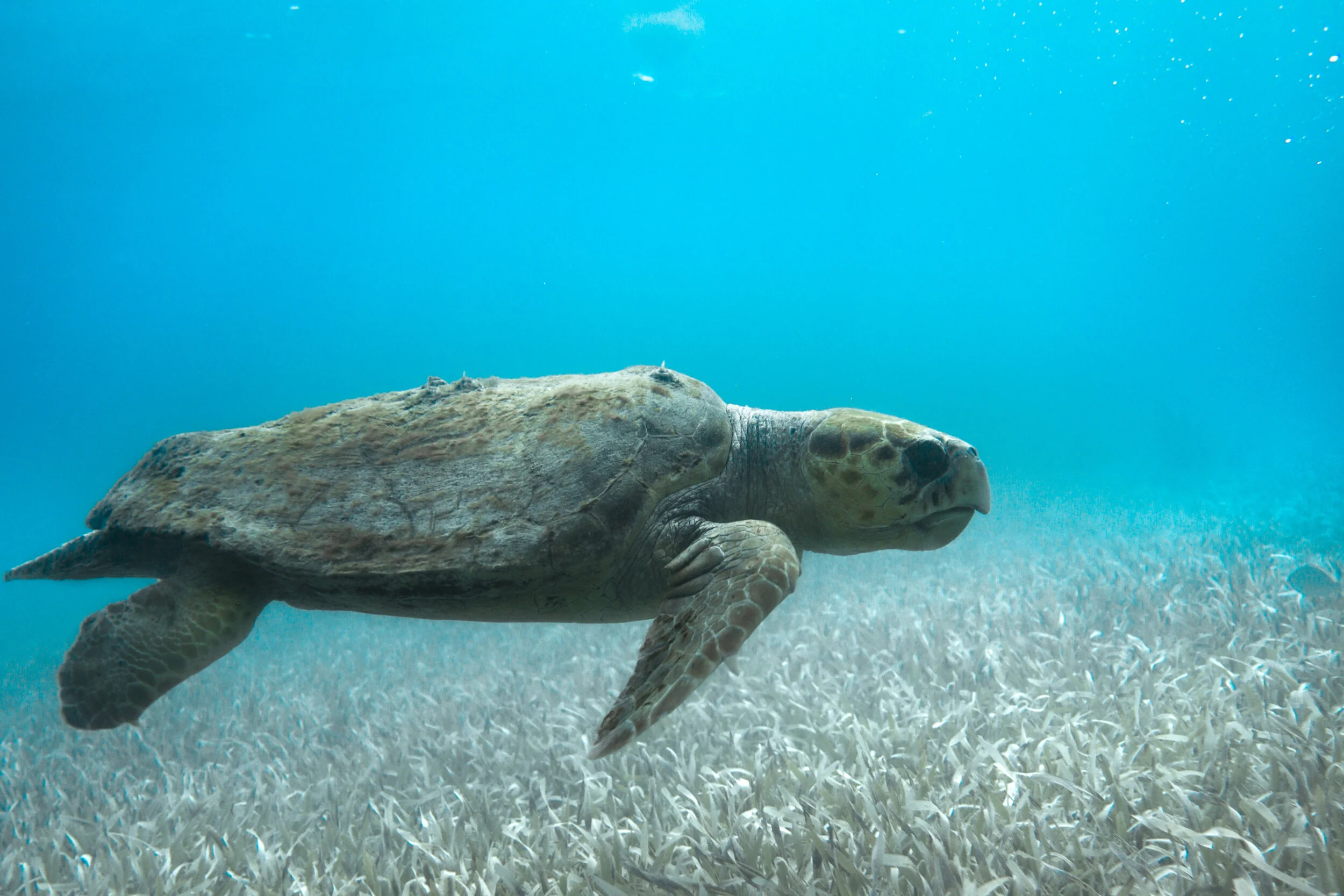  Snorkel the Barrier Reef 