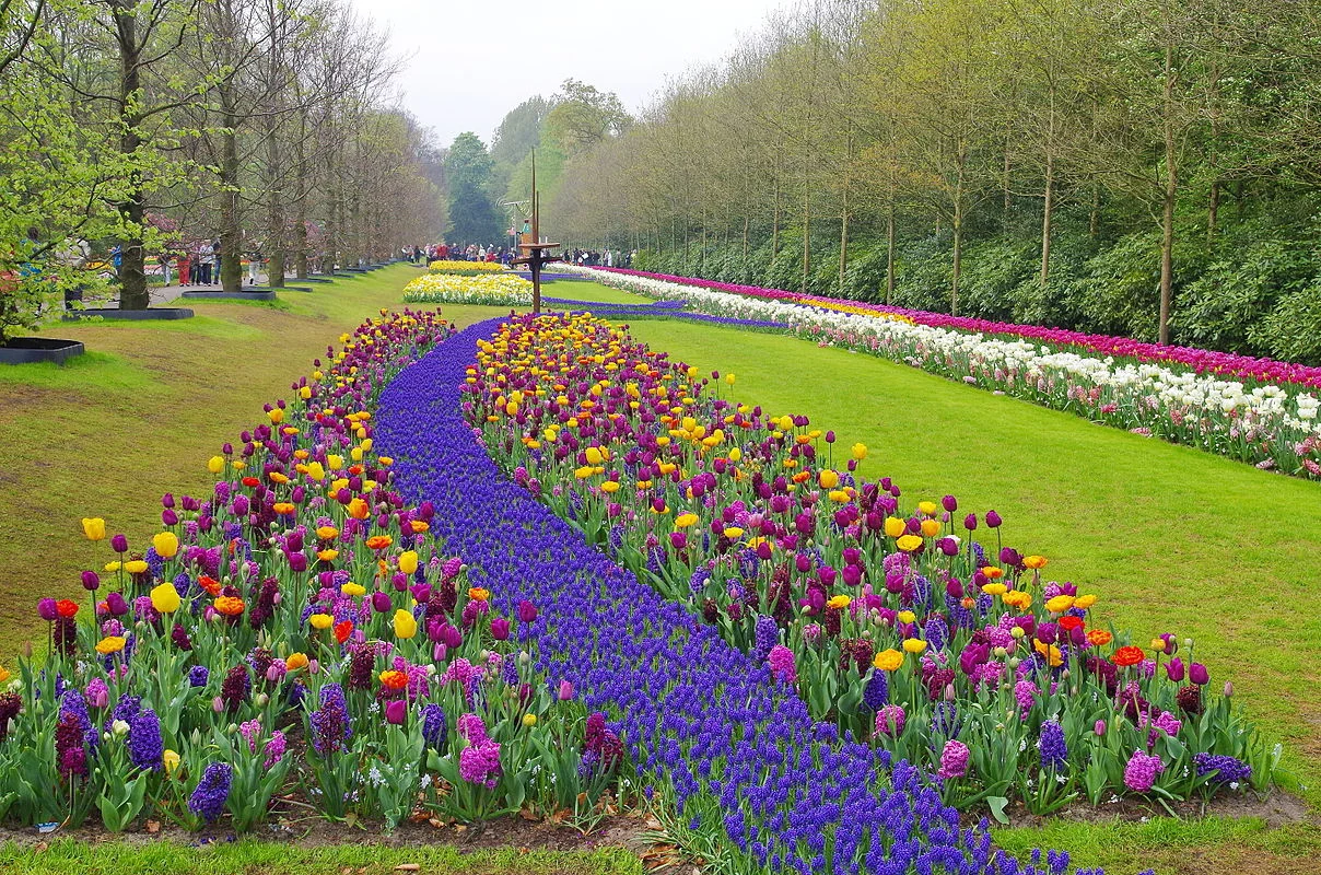 keukenhof-tulips--wikipedia-1208px-NL-keukenhof-01.jpg